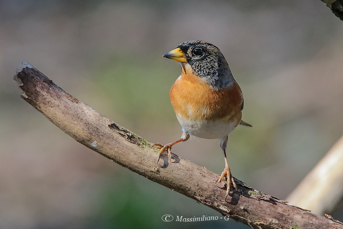 Brambling