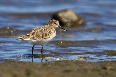 Calidris bairdii