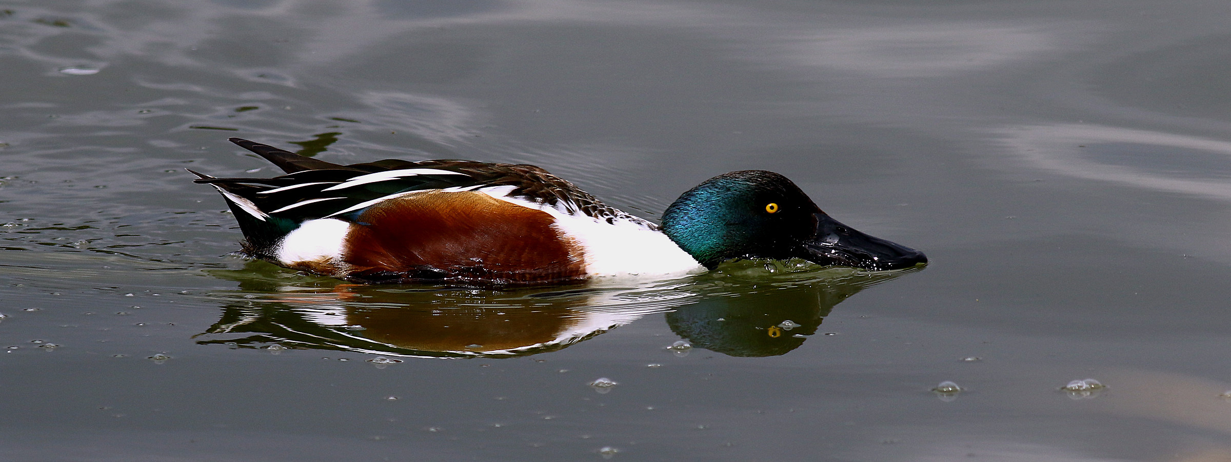 Sicilia-Mestolone spider!