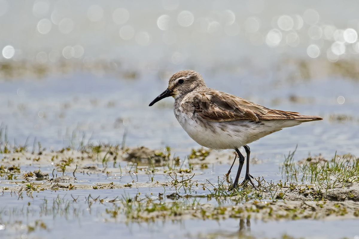 Gambecchio Bonaparte
