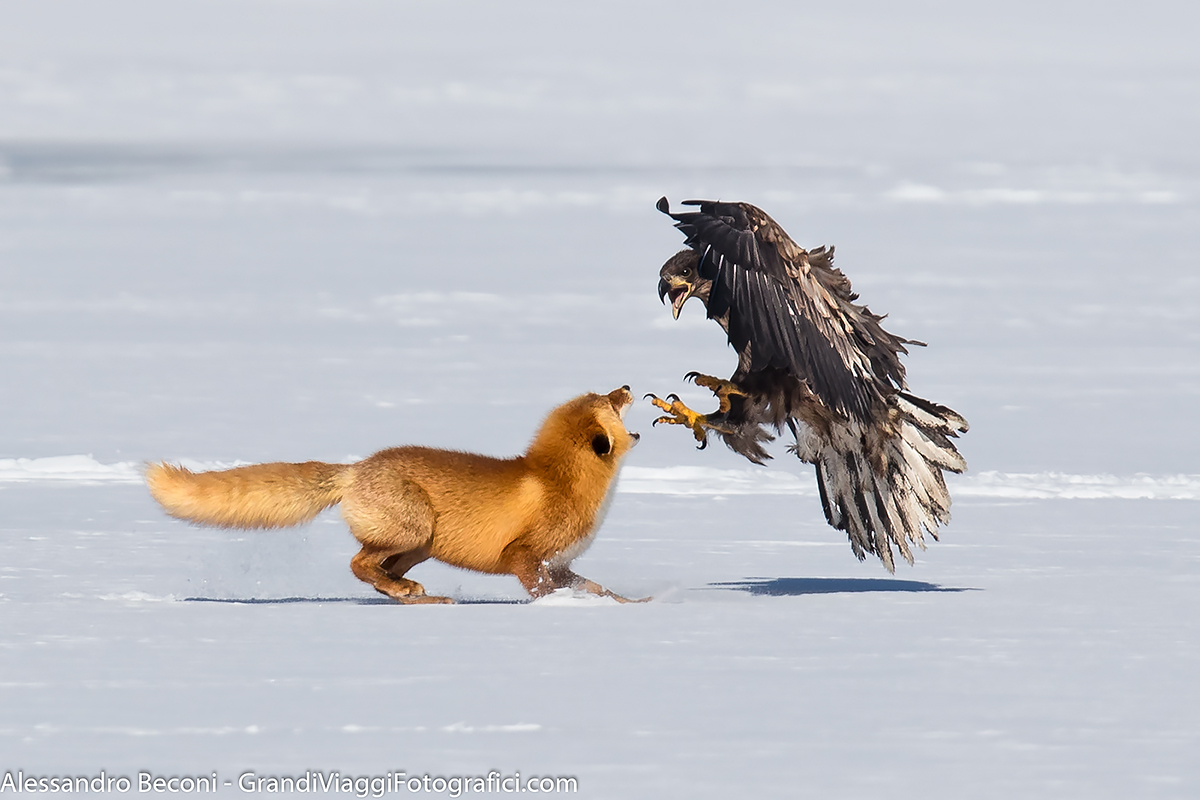 A strange enemy .....