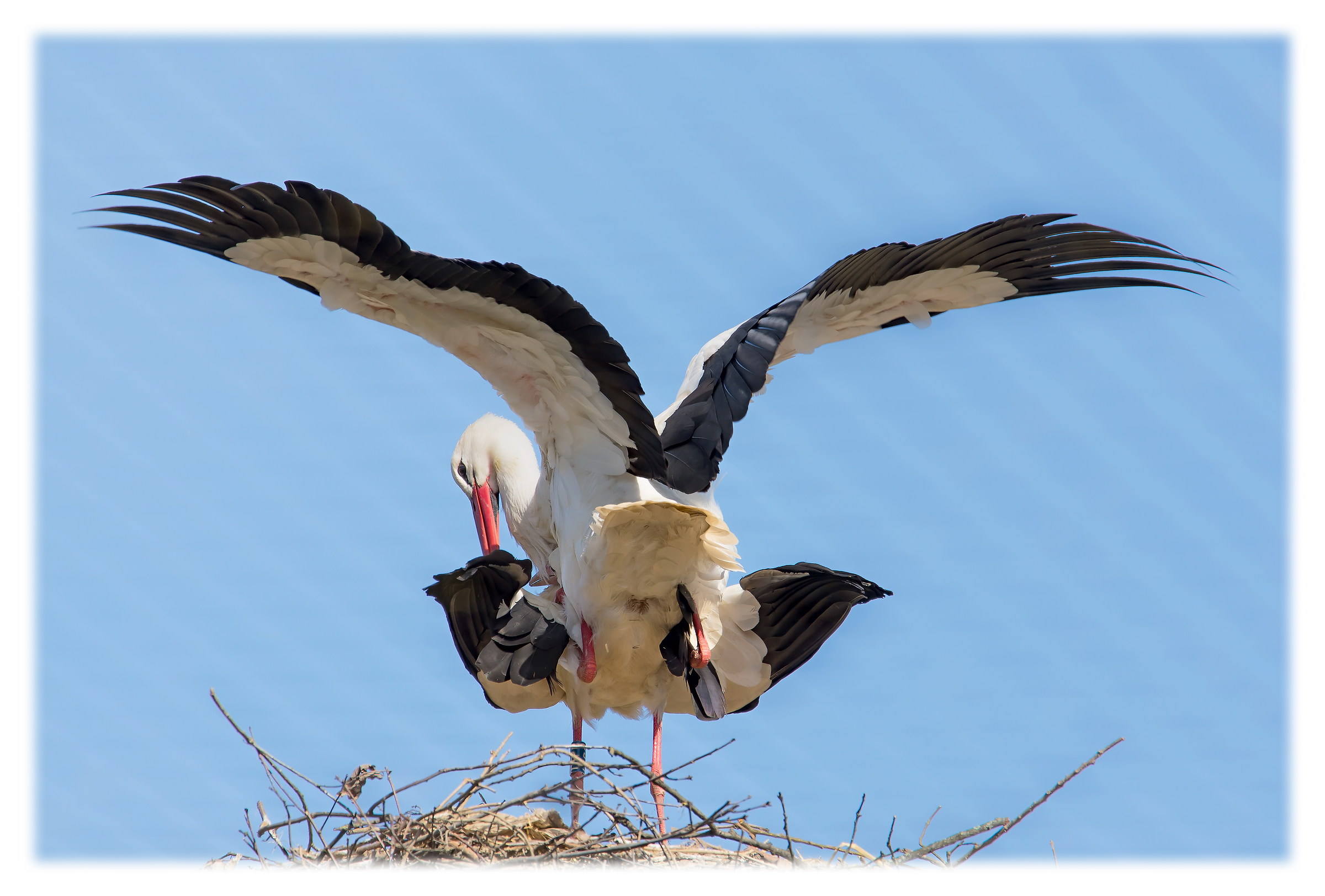Tempo di accoppiamenti all'Oasi di Sant'Alessio...