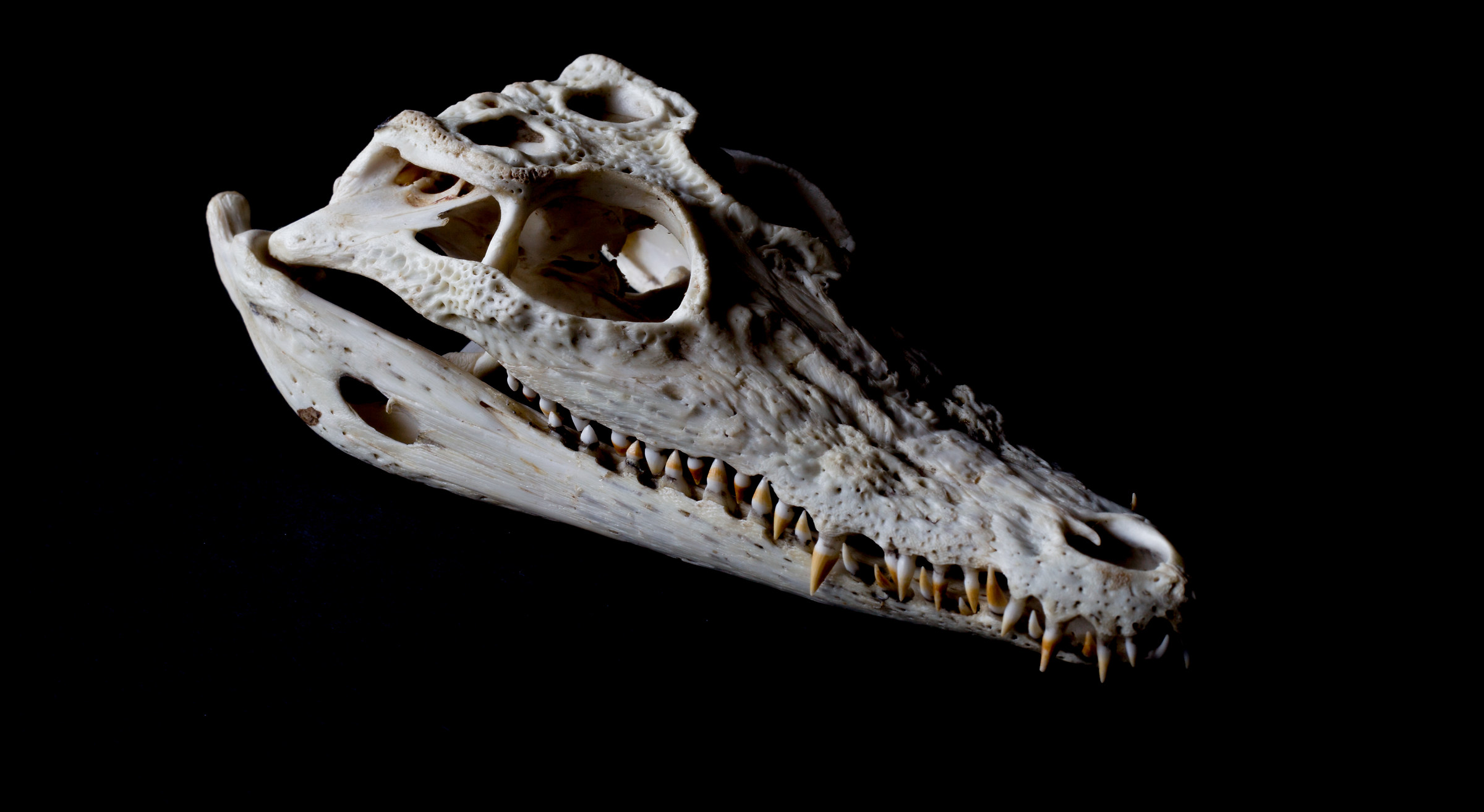 Crocodile Skull