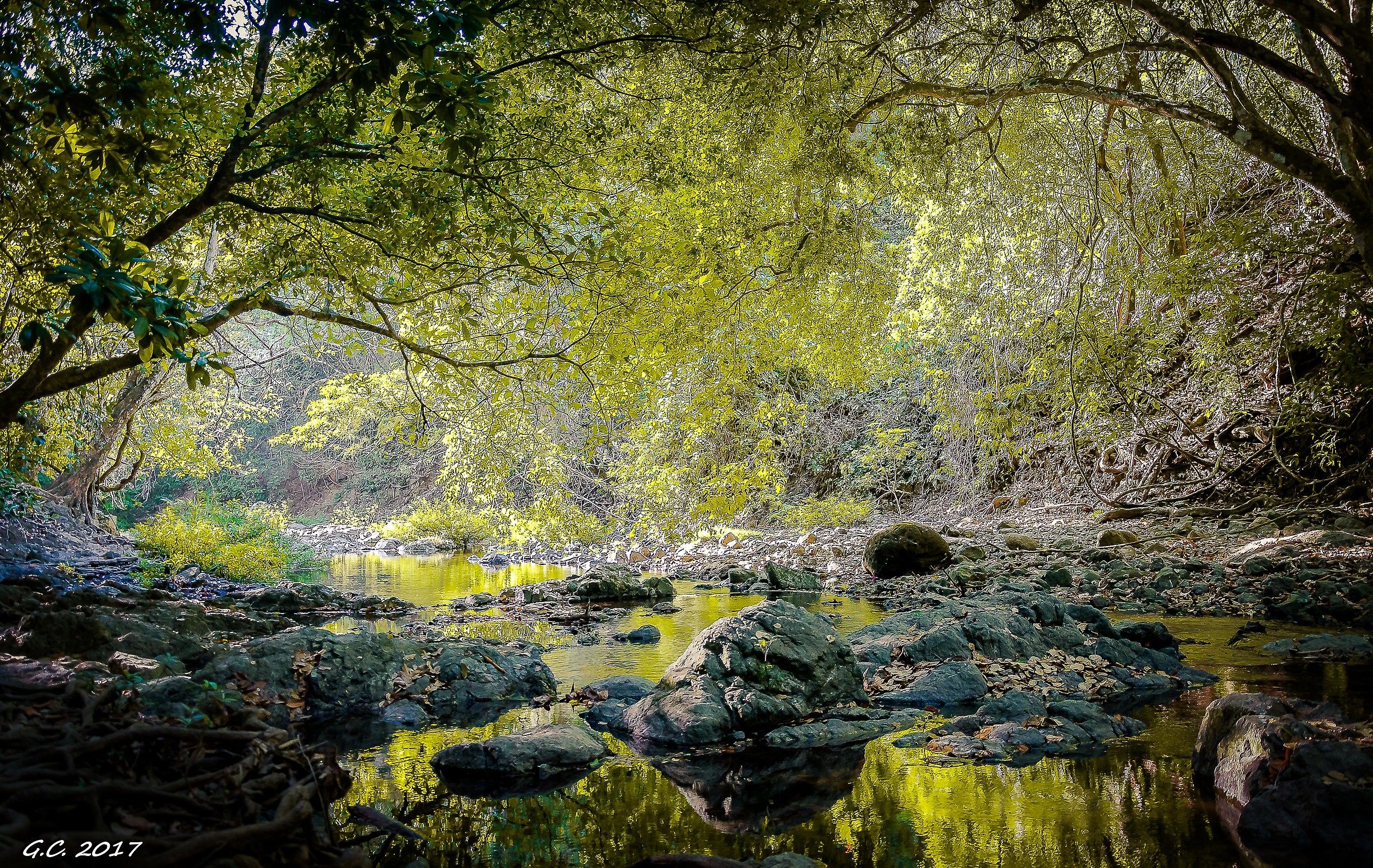 I riflessi del bosco