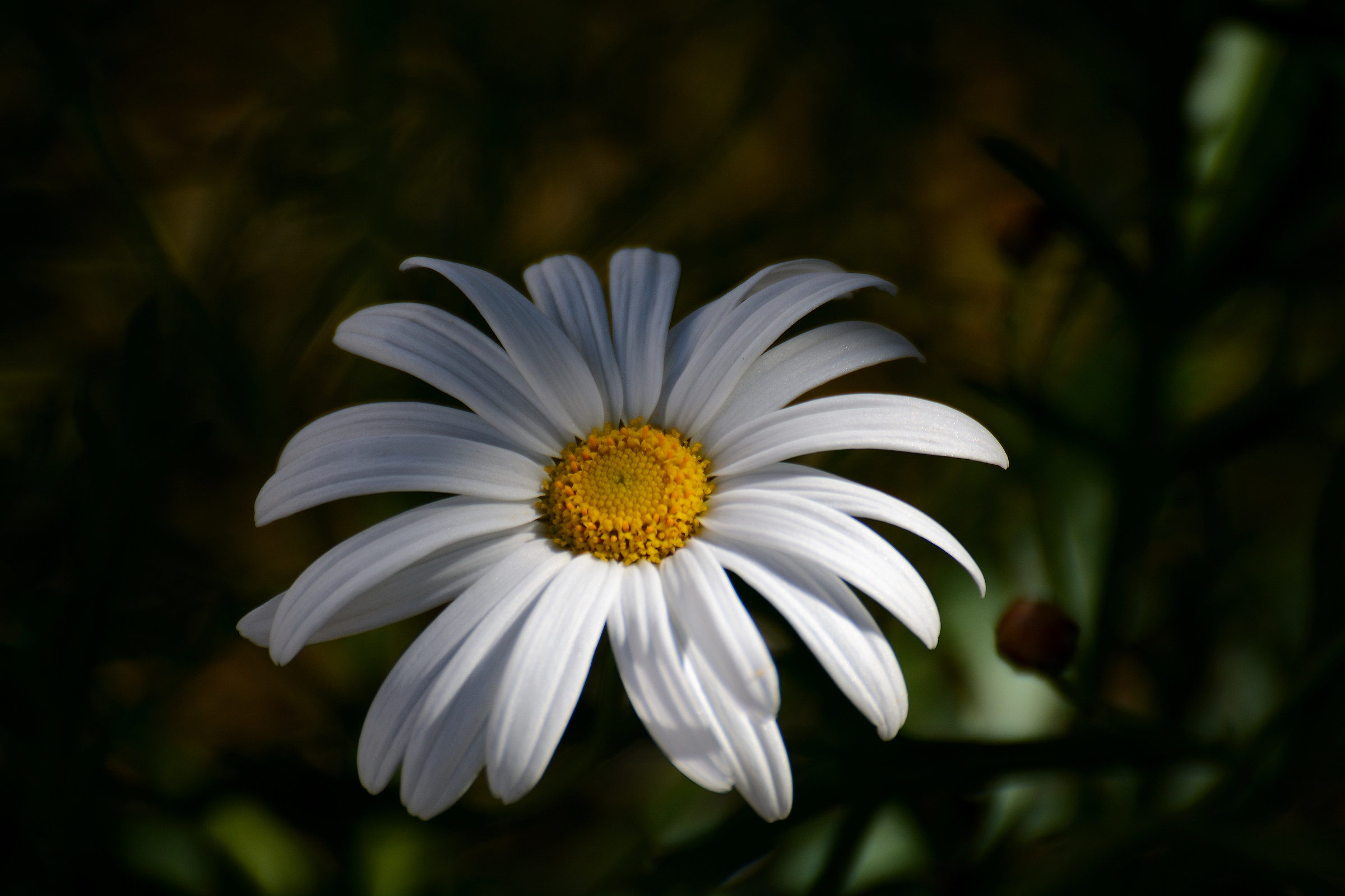 Baciata dal primo raggio di sole