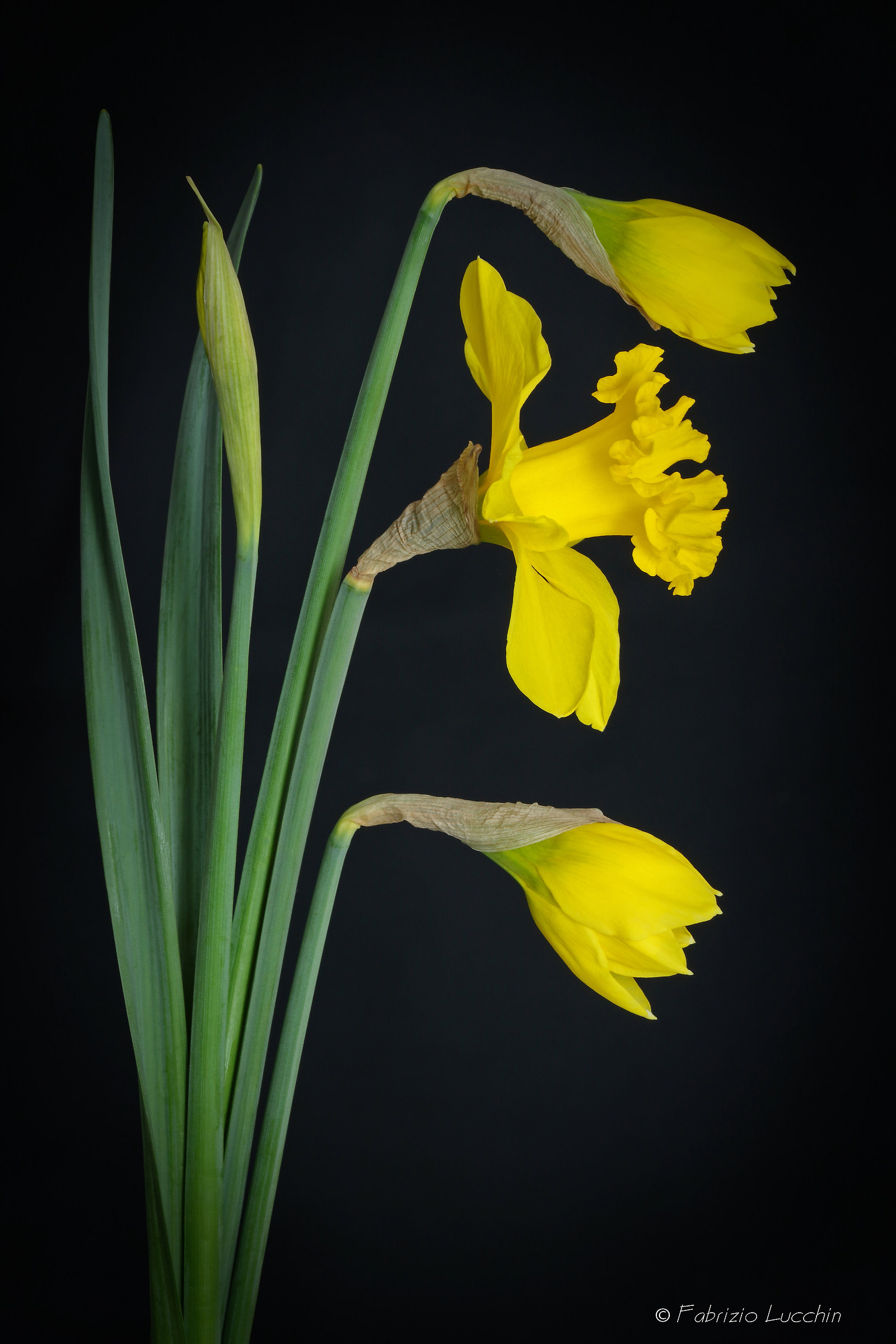 Narciso giallo