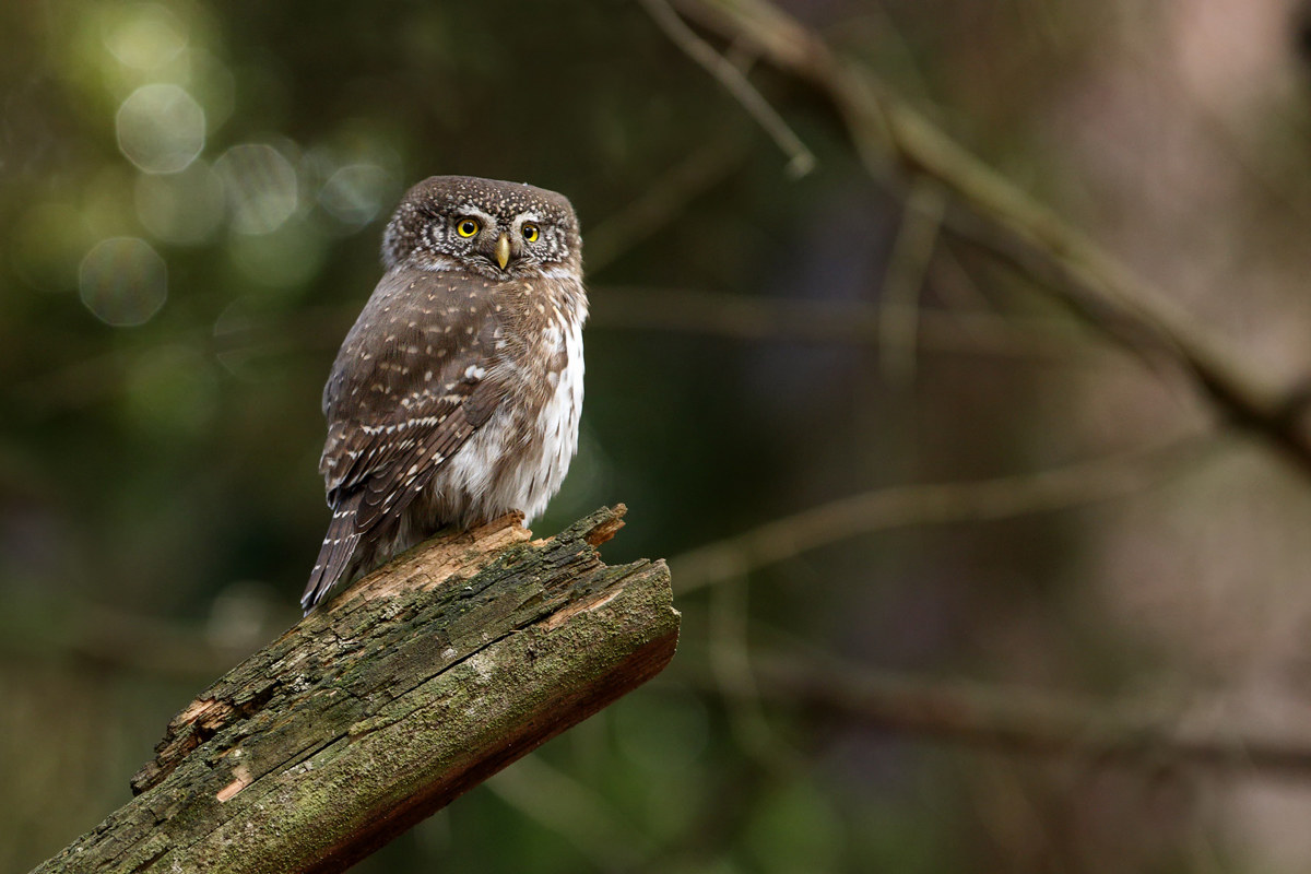 Rudolf - The pigmy owl