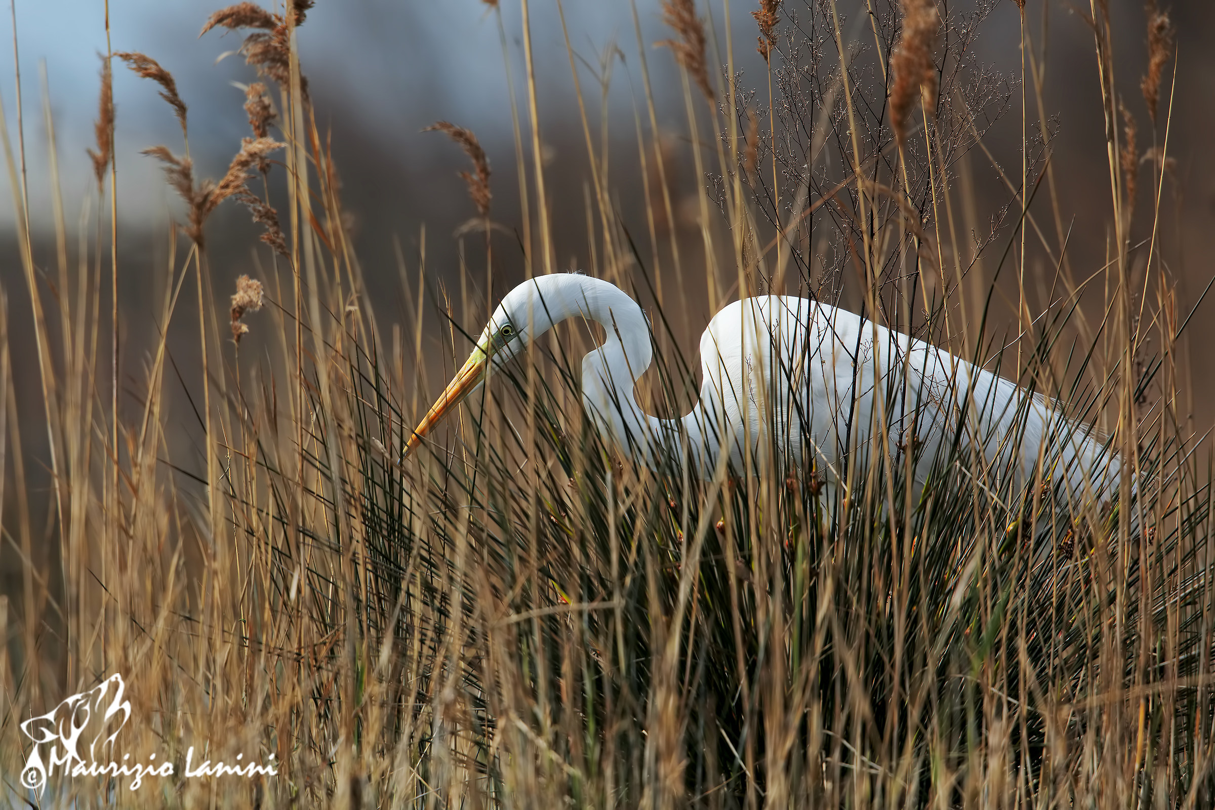 Hunting in the reeds