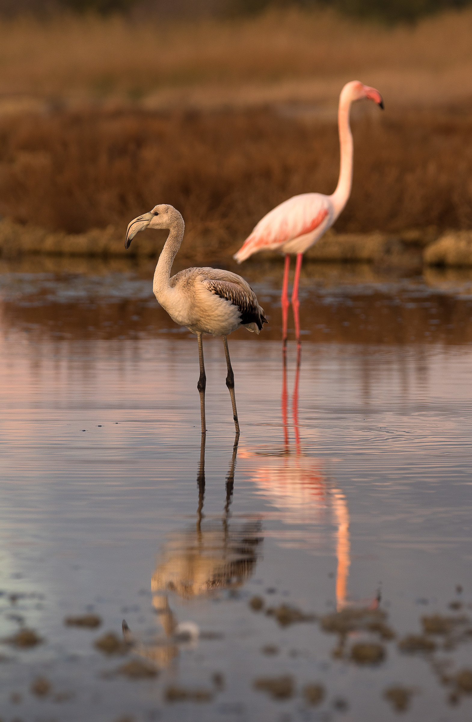 fenicotteri sul tardi
