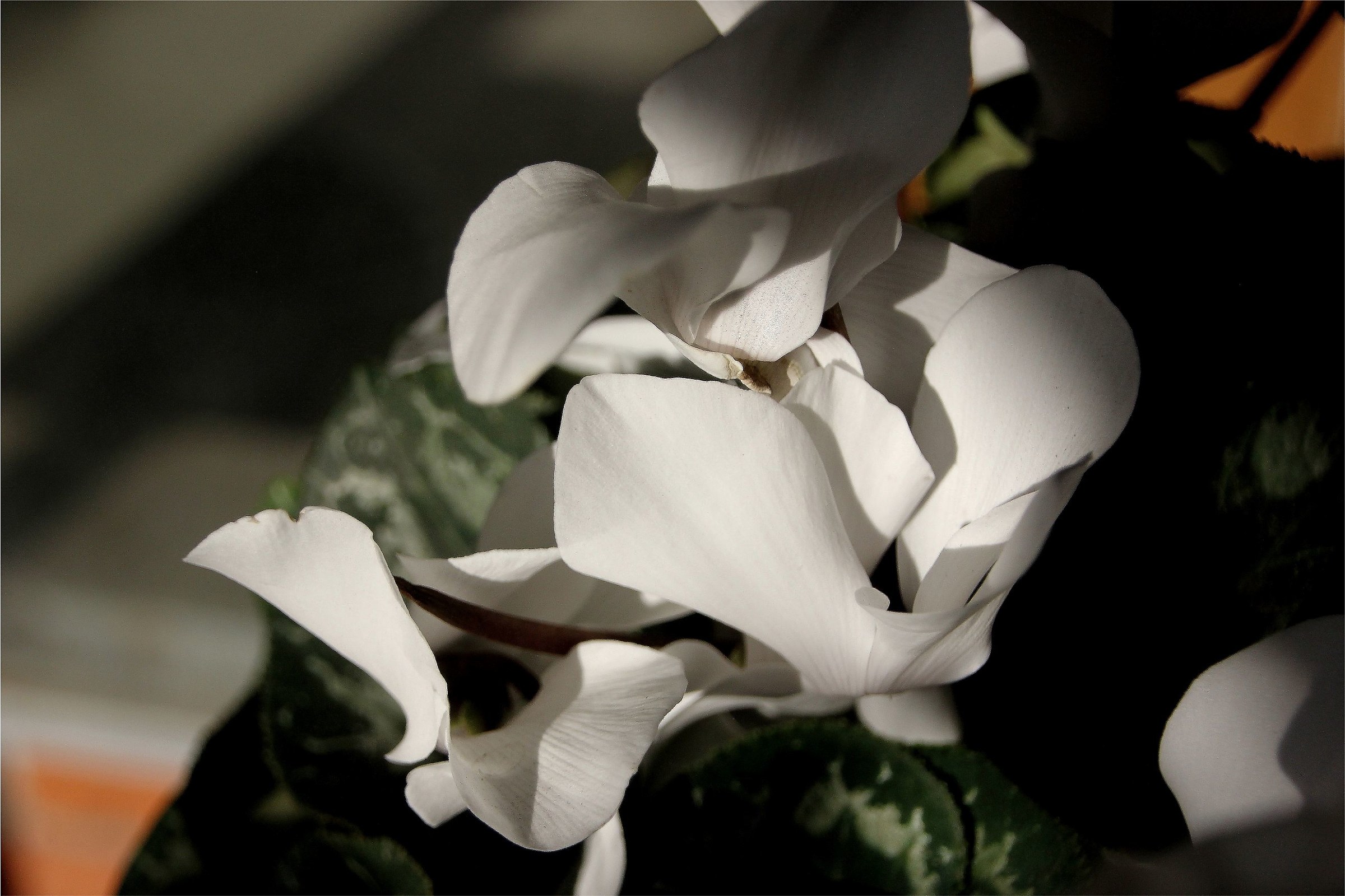 white cyclamen.