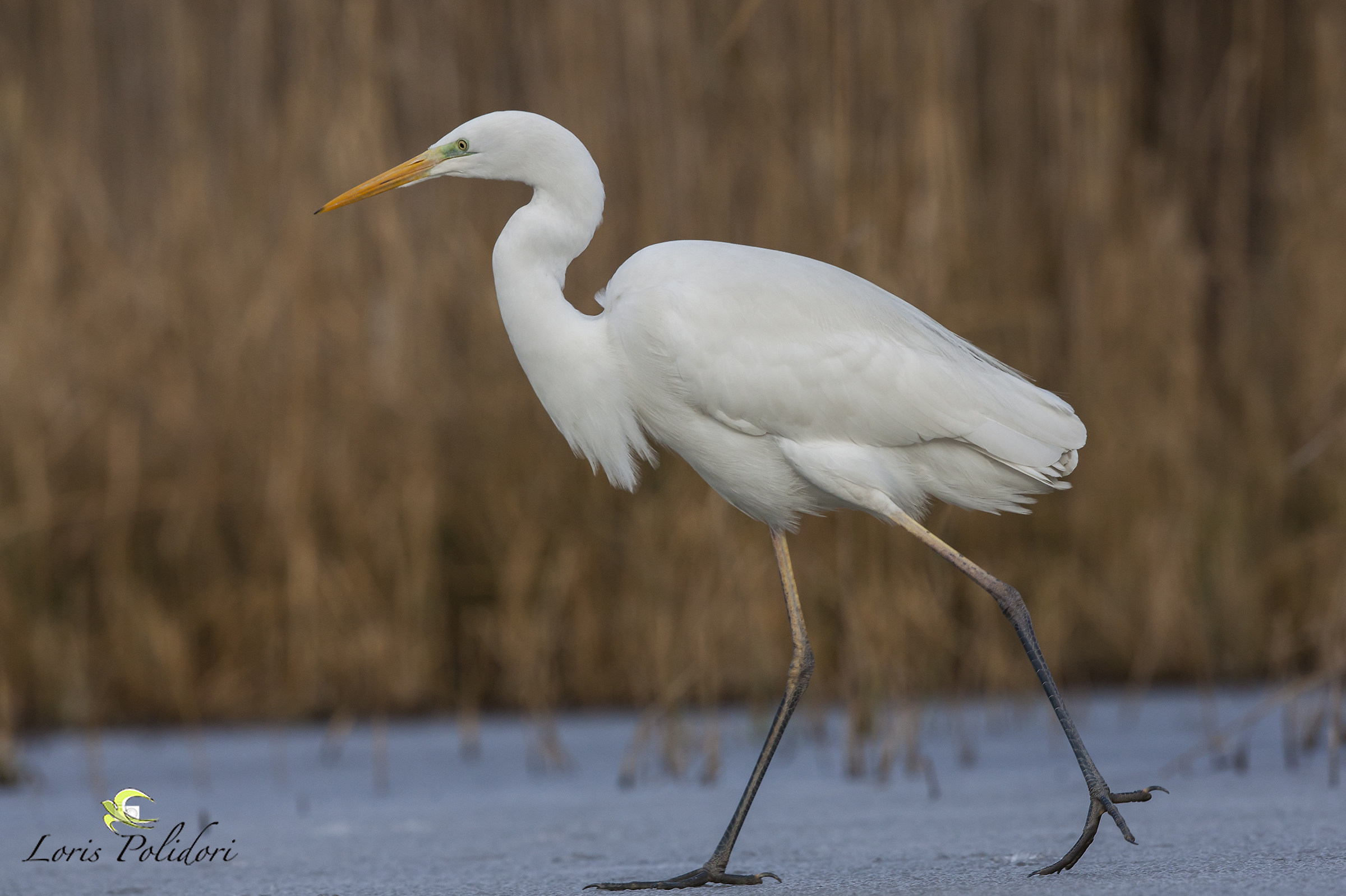 Airone bianco sul ghiaccio