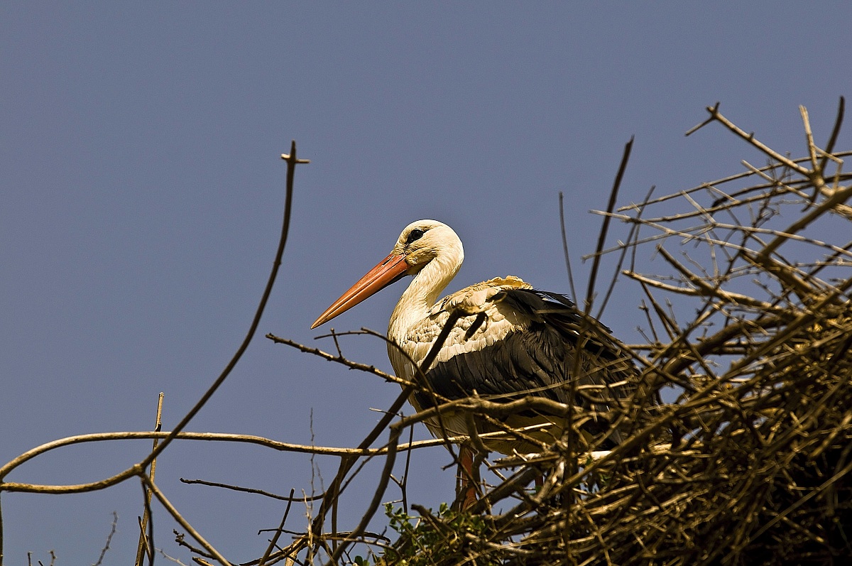Stork