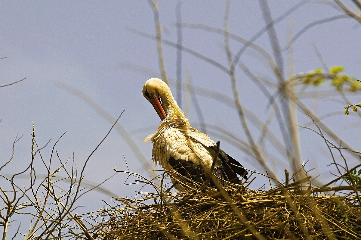 Stork