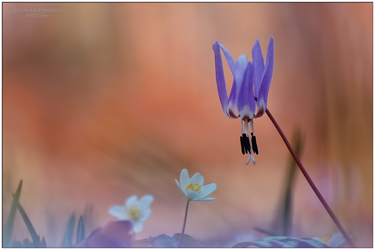 Erythronium dens-canis