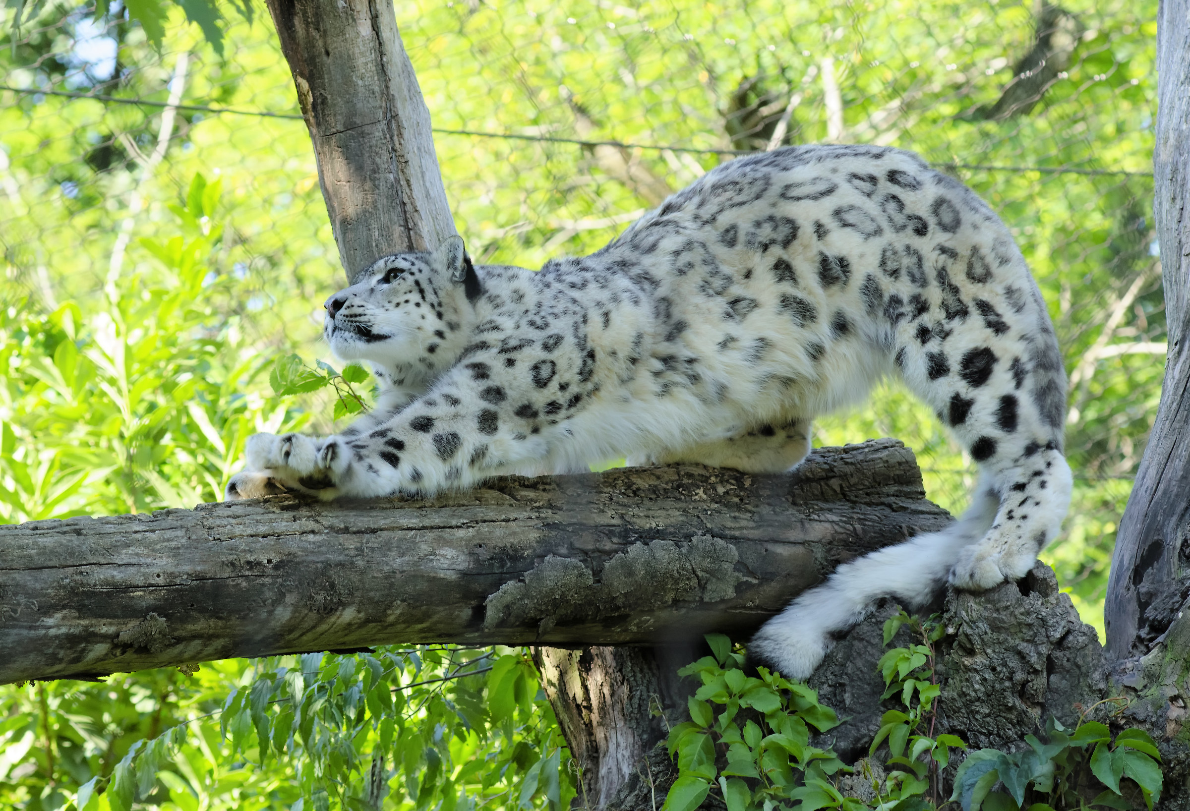 Snow Leopard