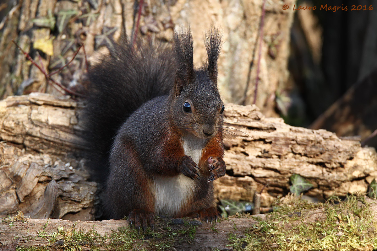 La noce era grande più o meno così