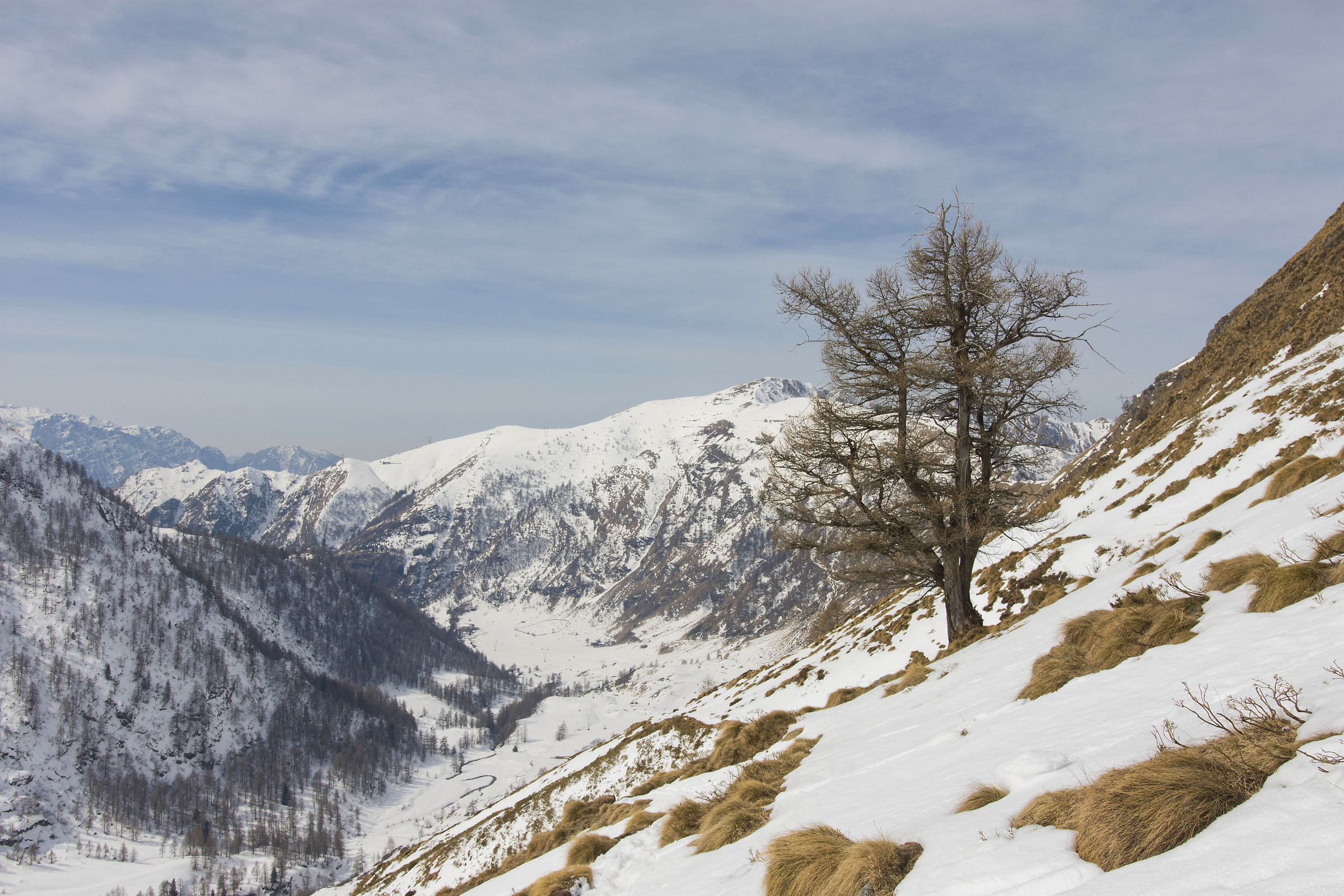 Old tree guarding the valley