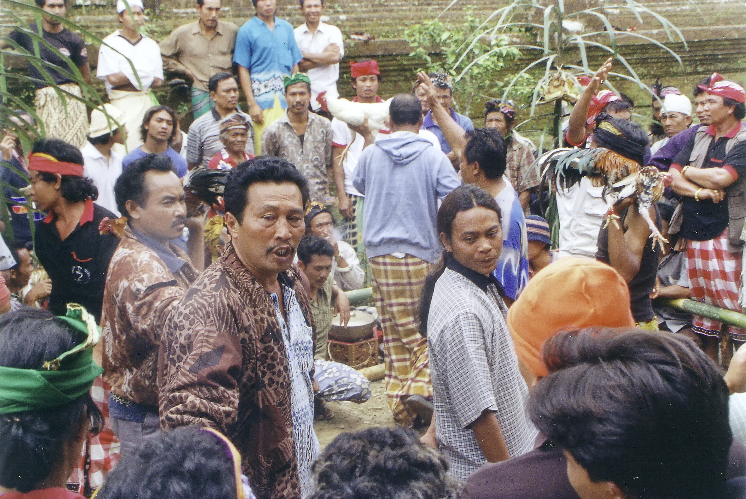 Combattimento tra galli - Kintamani (Bali)