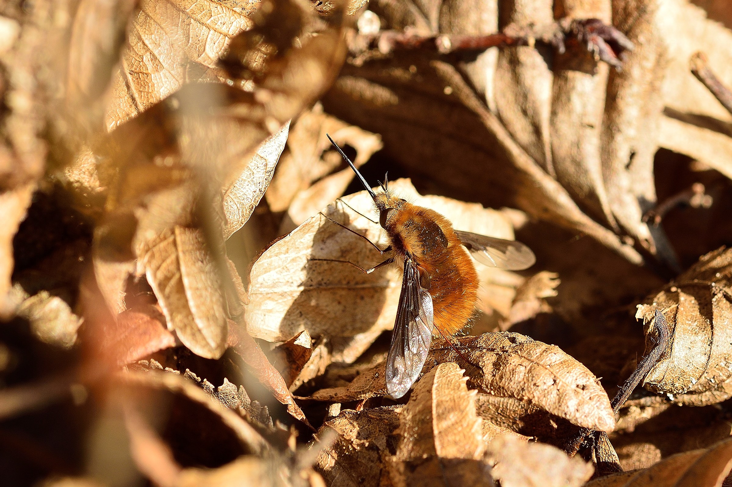 Someone you know who is?