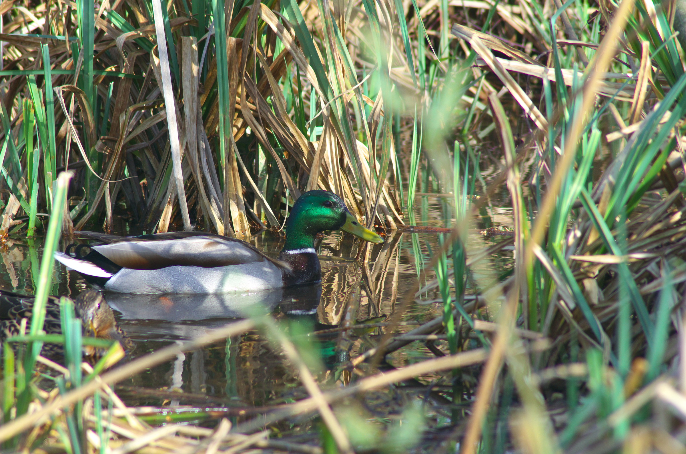 set male mallard