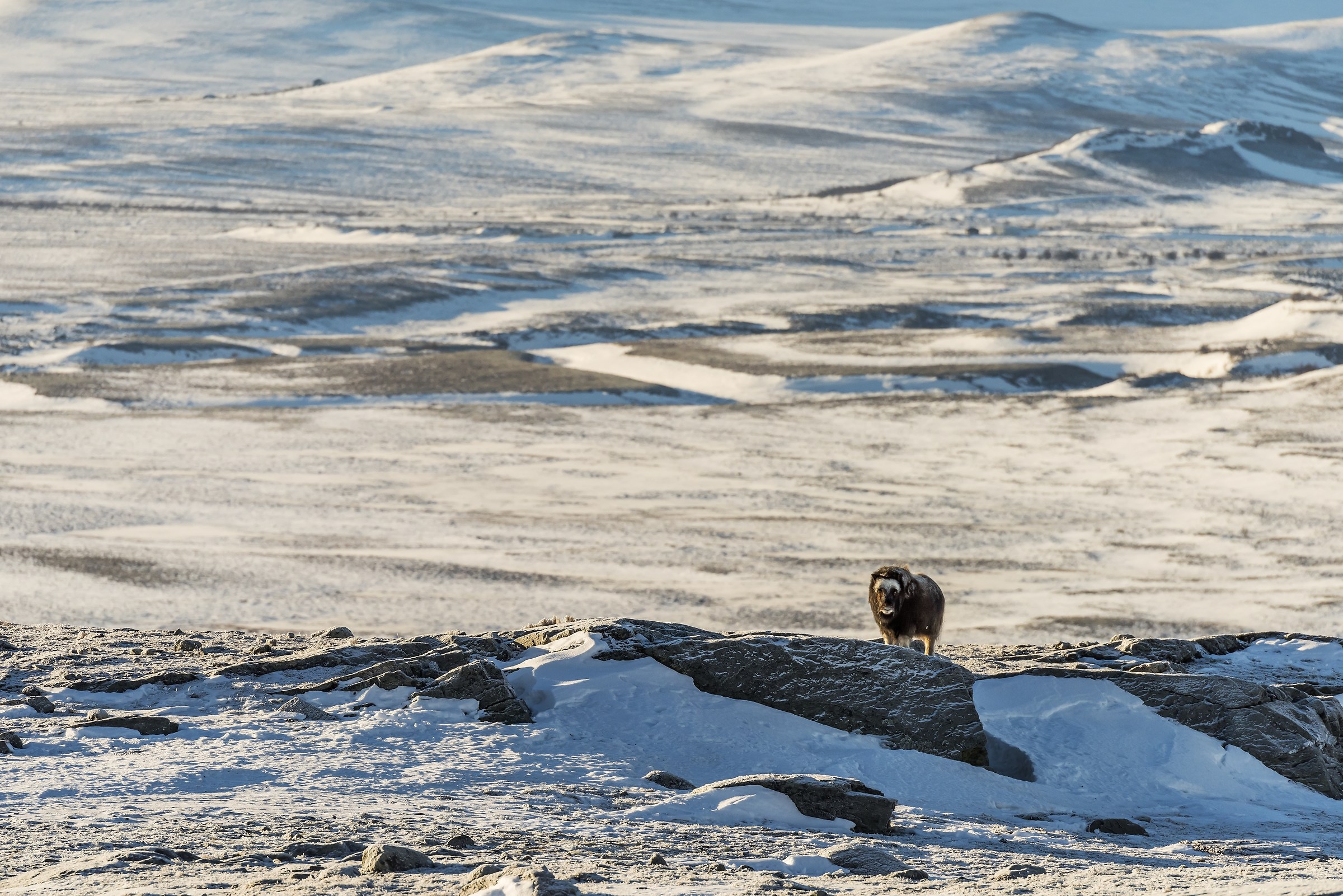 Dovrefjell 2017 - Musk ox, tra cielo e il gelo