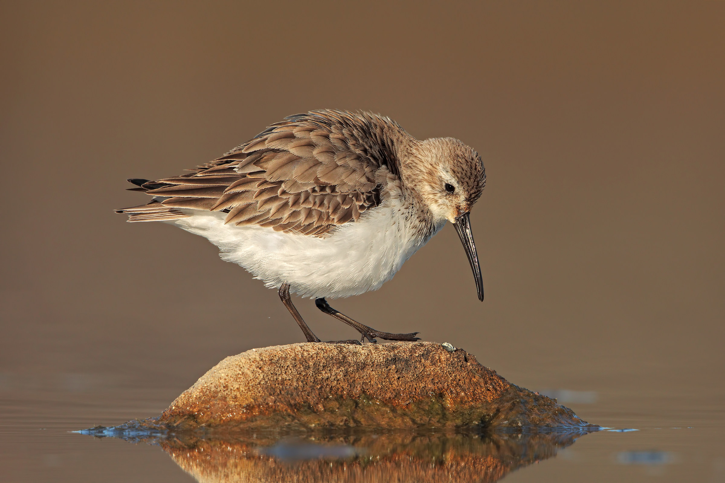 dunlin