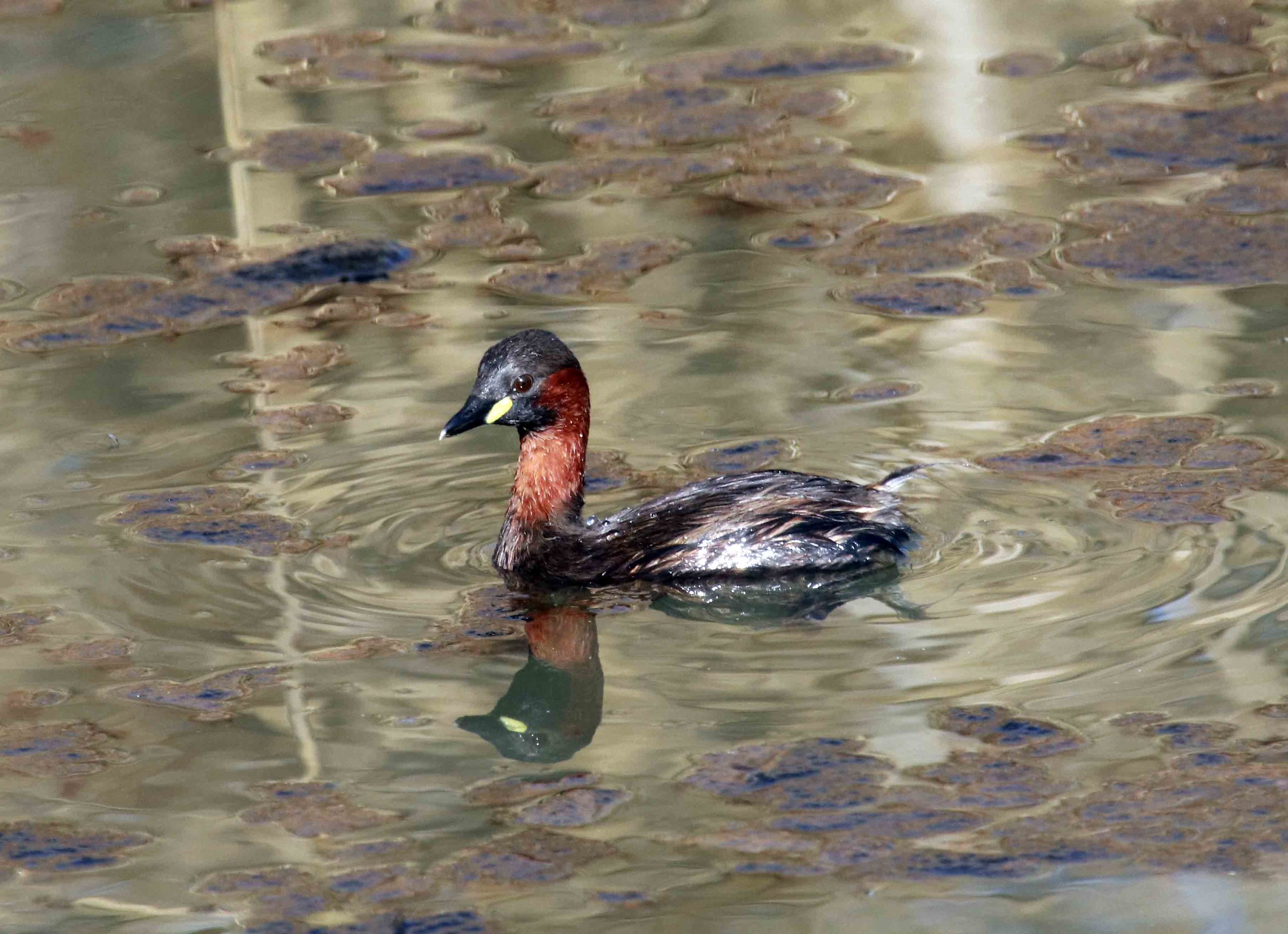 Little grebe