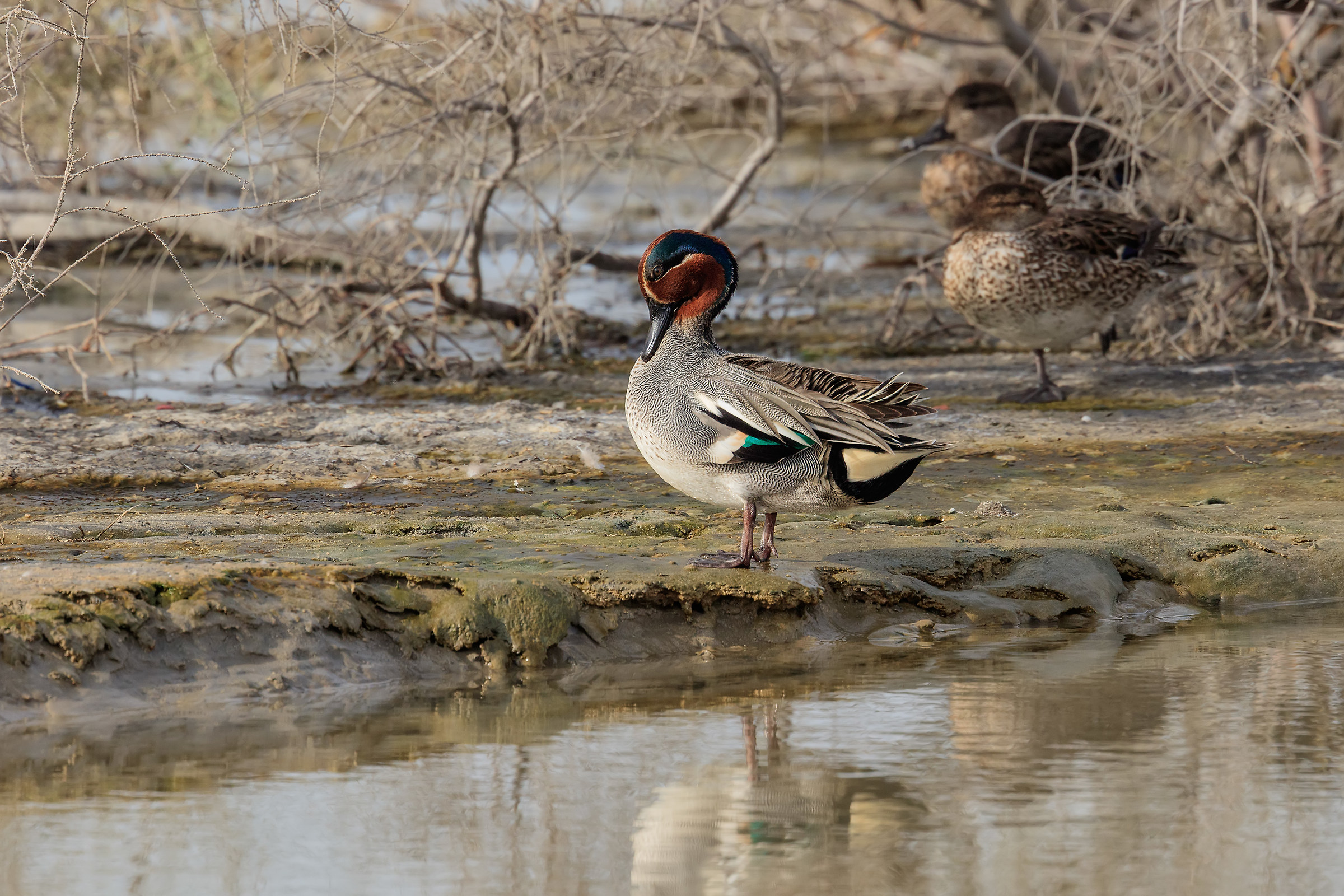 Anas Crecca (Eurasian Teal) o  Alzavola