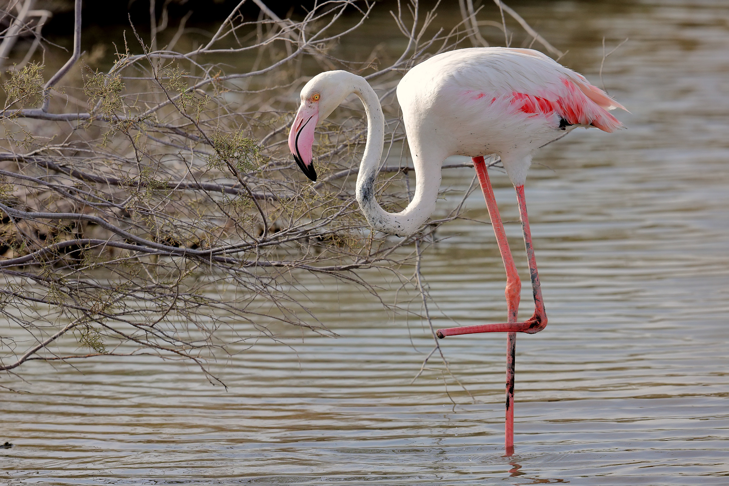 Povero Fenicottero senza la zampetta :-(