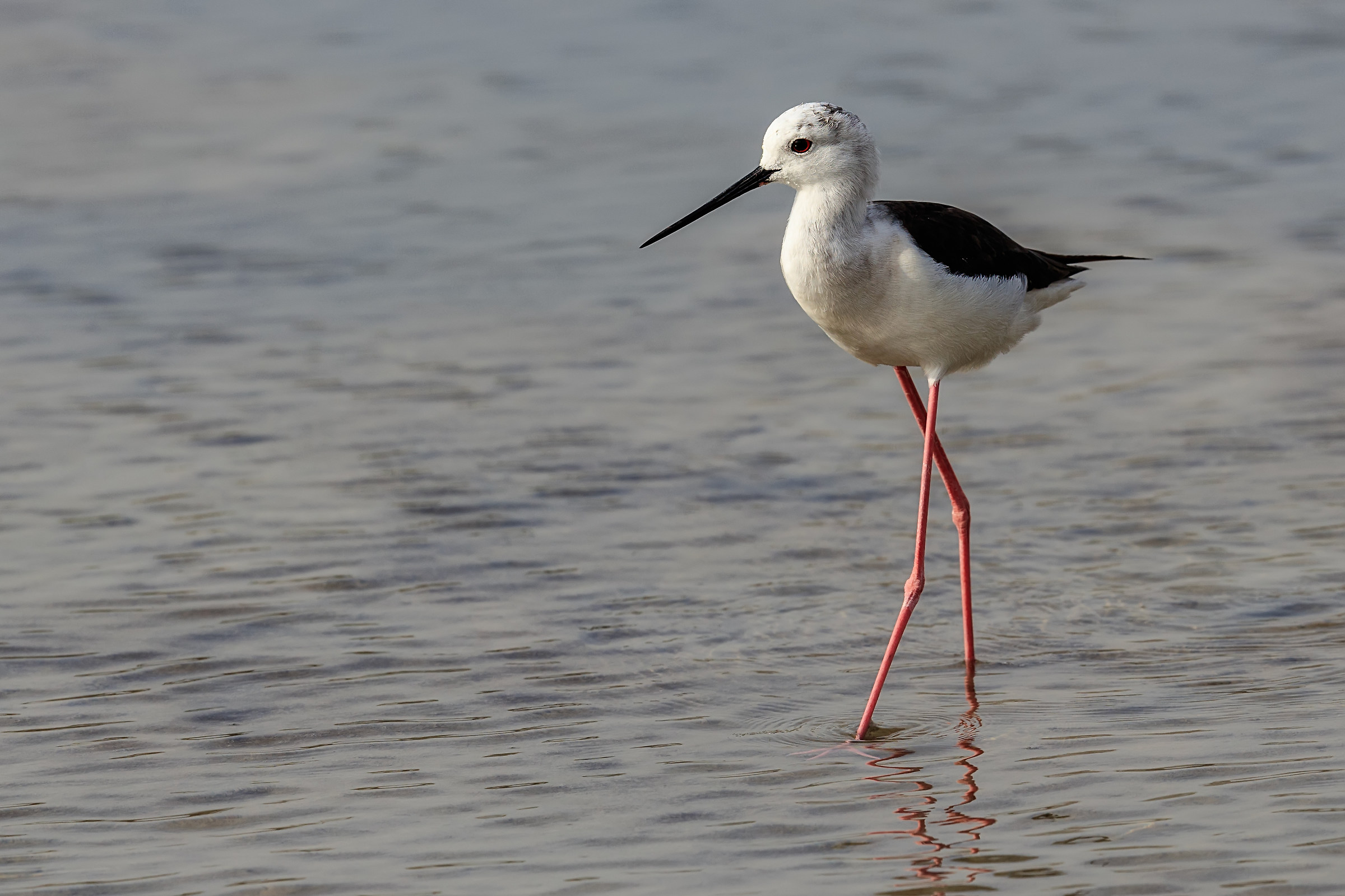 Una specie di Cavaliere locale....