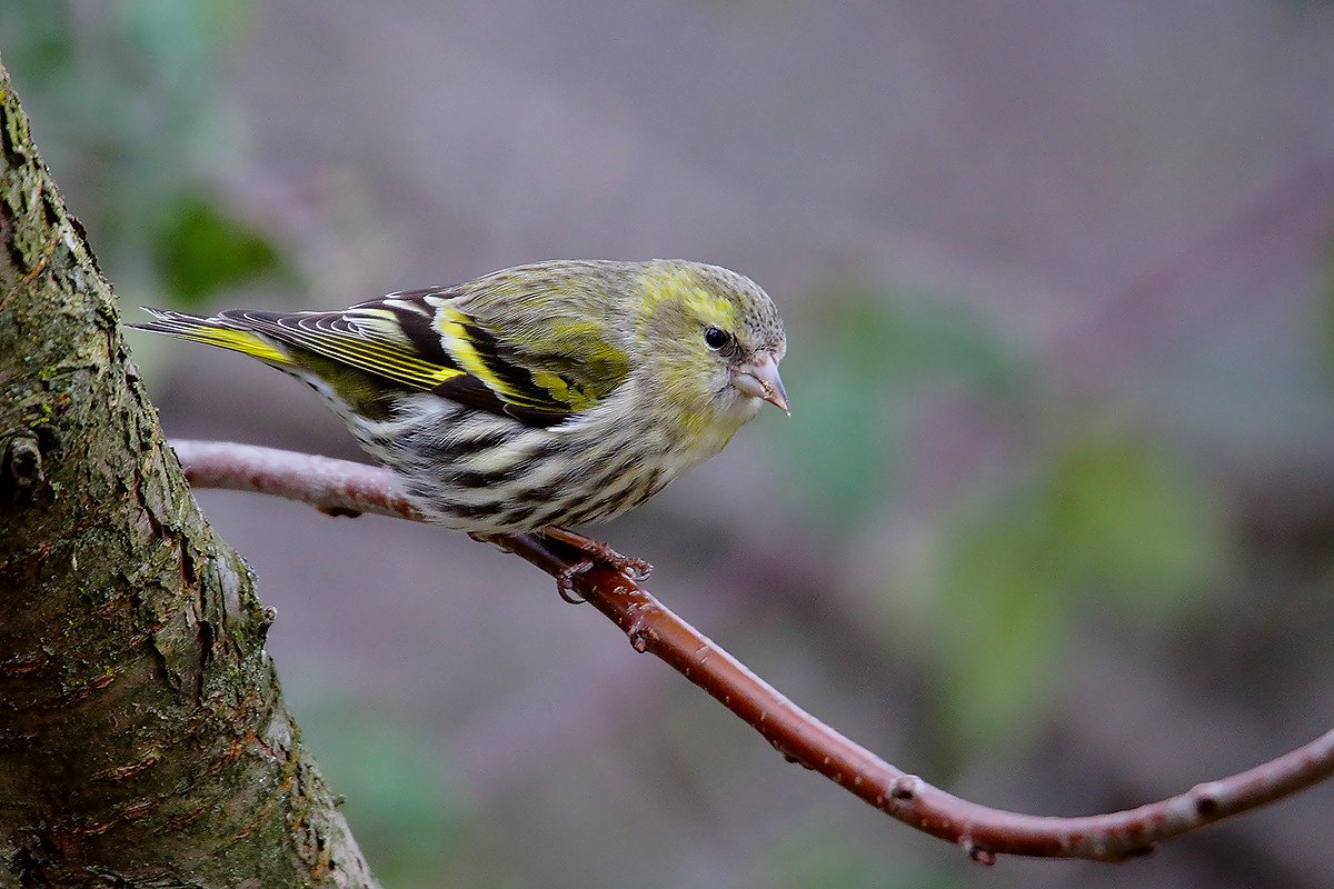 siskin