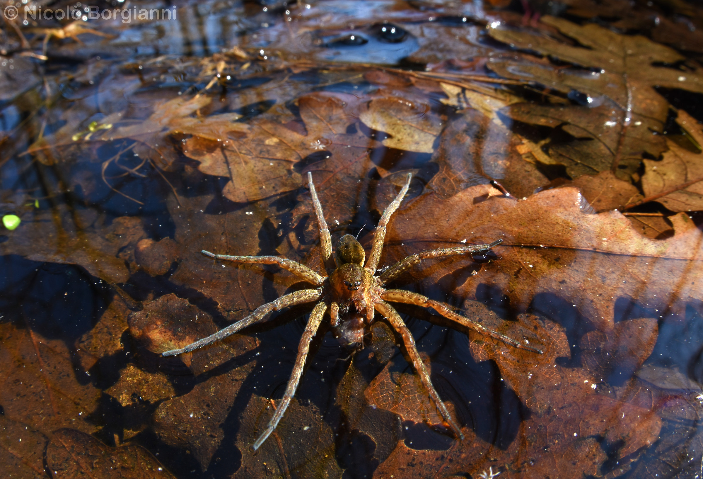 hunting fisher spider