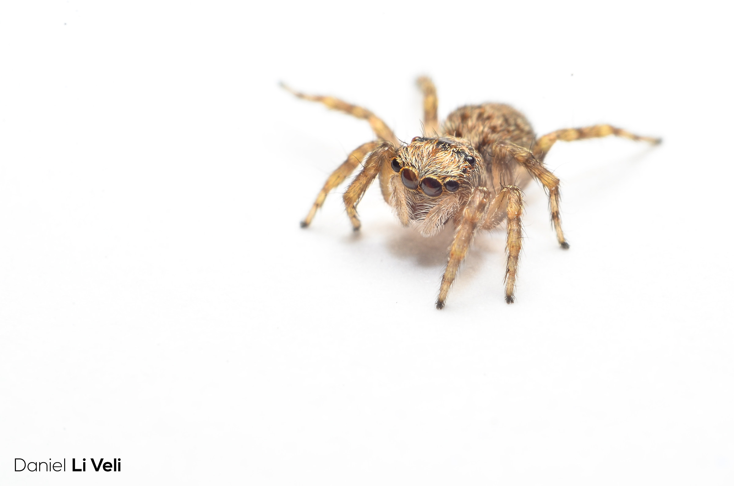 jumping spider