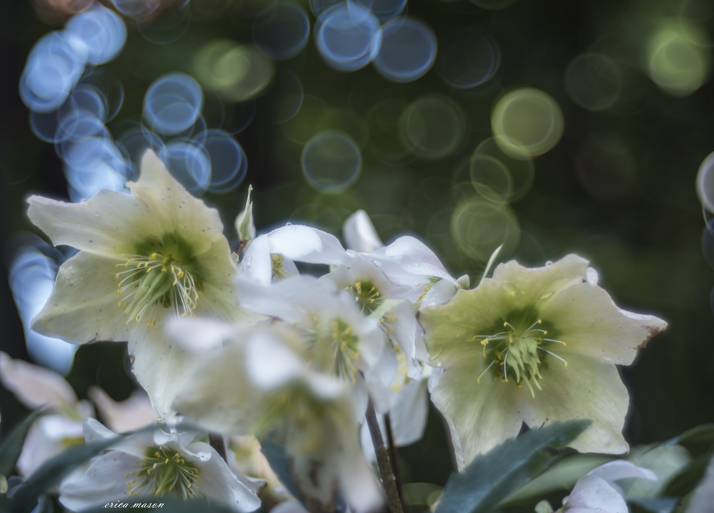 among the hellebores ..