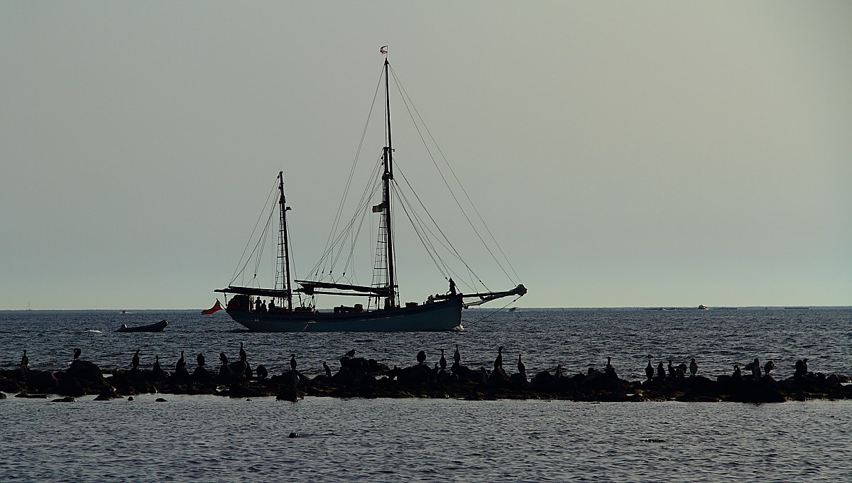 cormorani curiosoni!!!!
