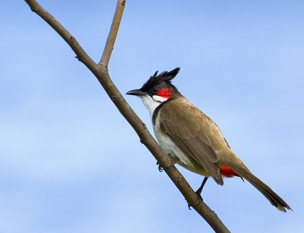 Bulbul by mustache