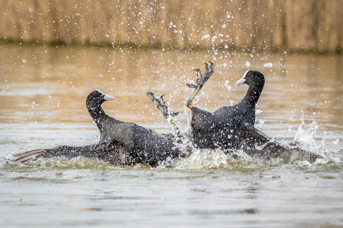 Fight between coots