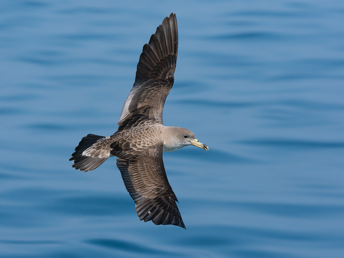 Berta maggiore in volo