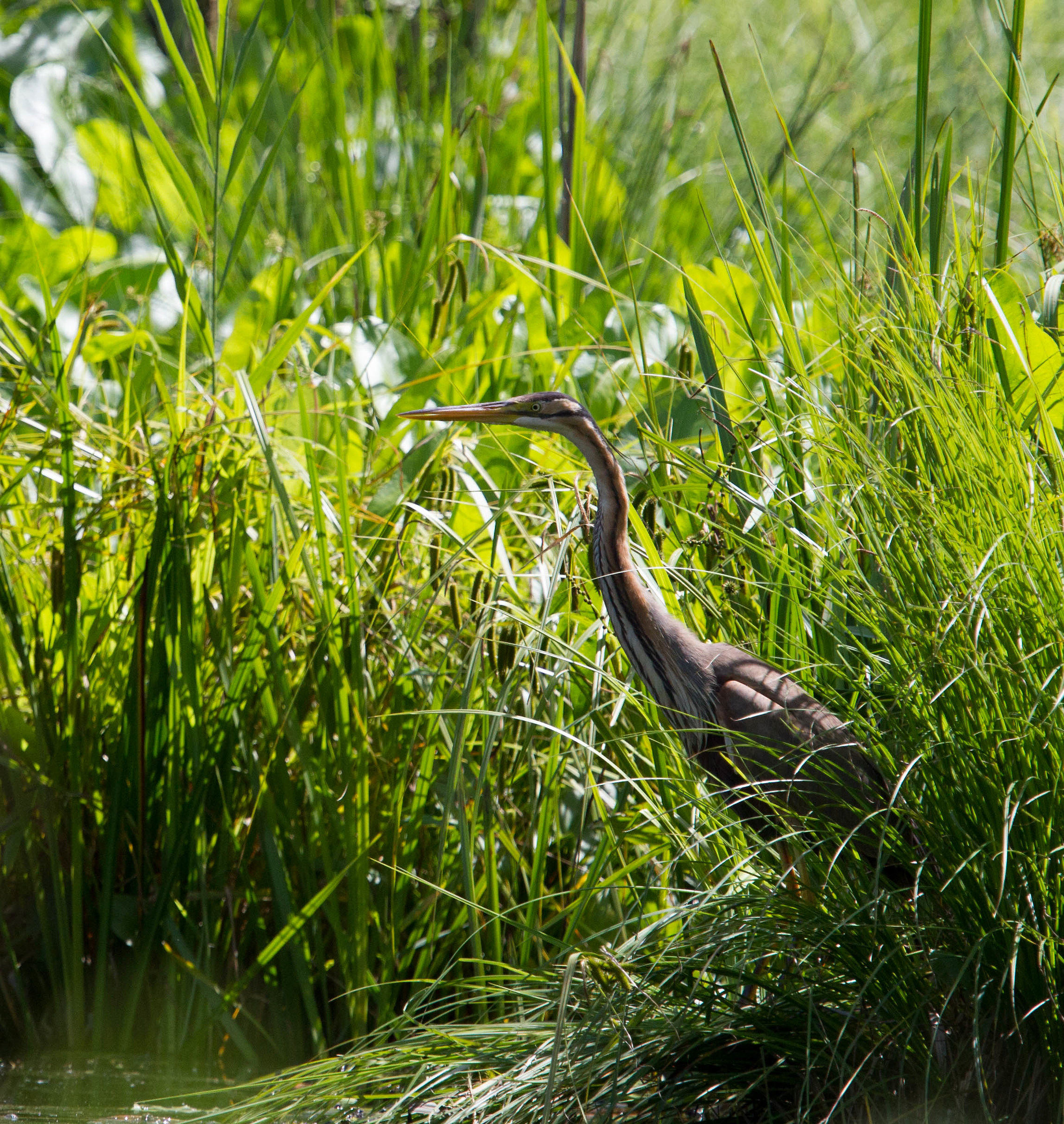 Purple Heron