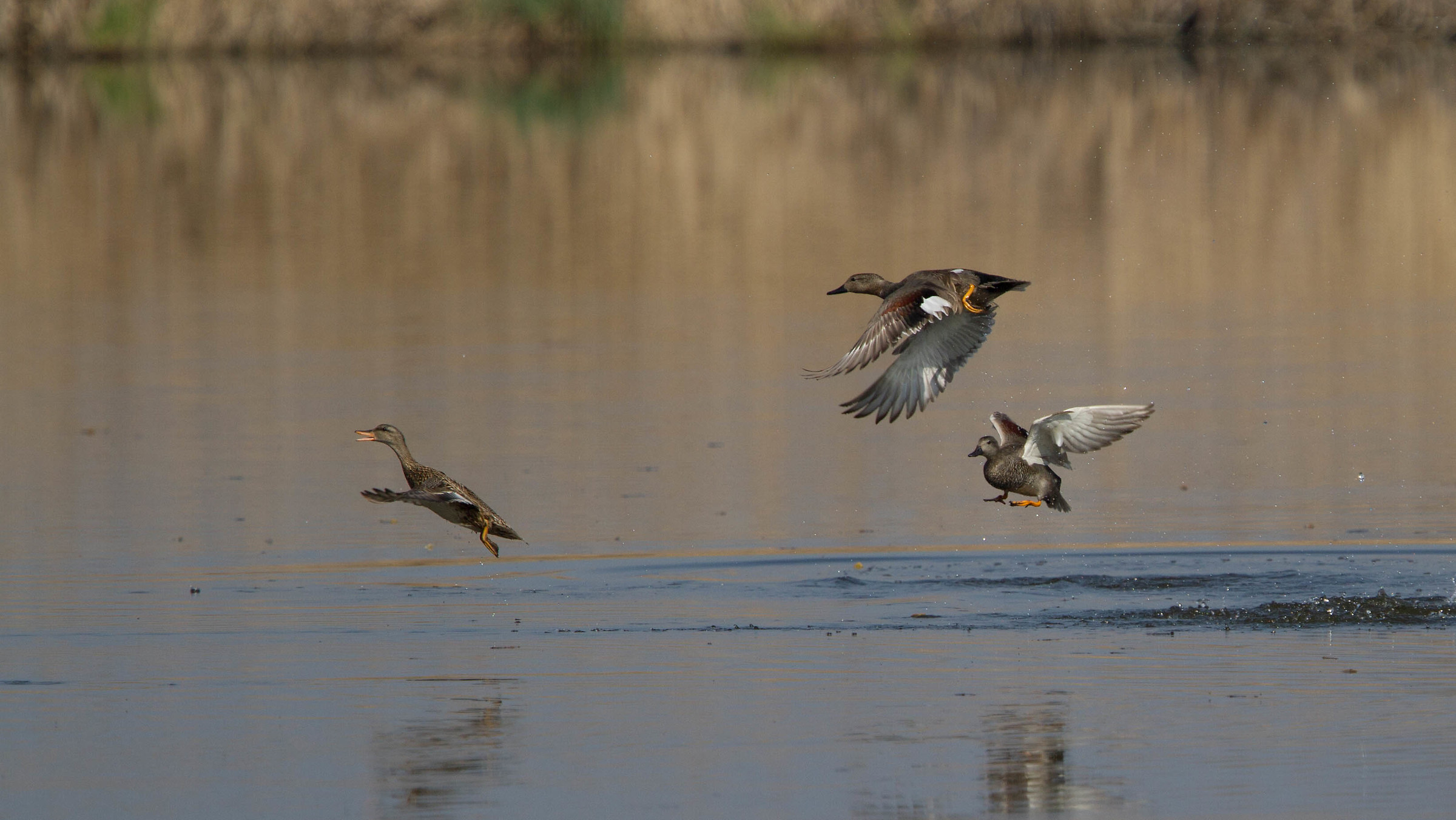 Gadwalls group