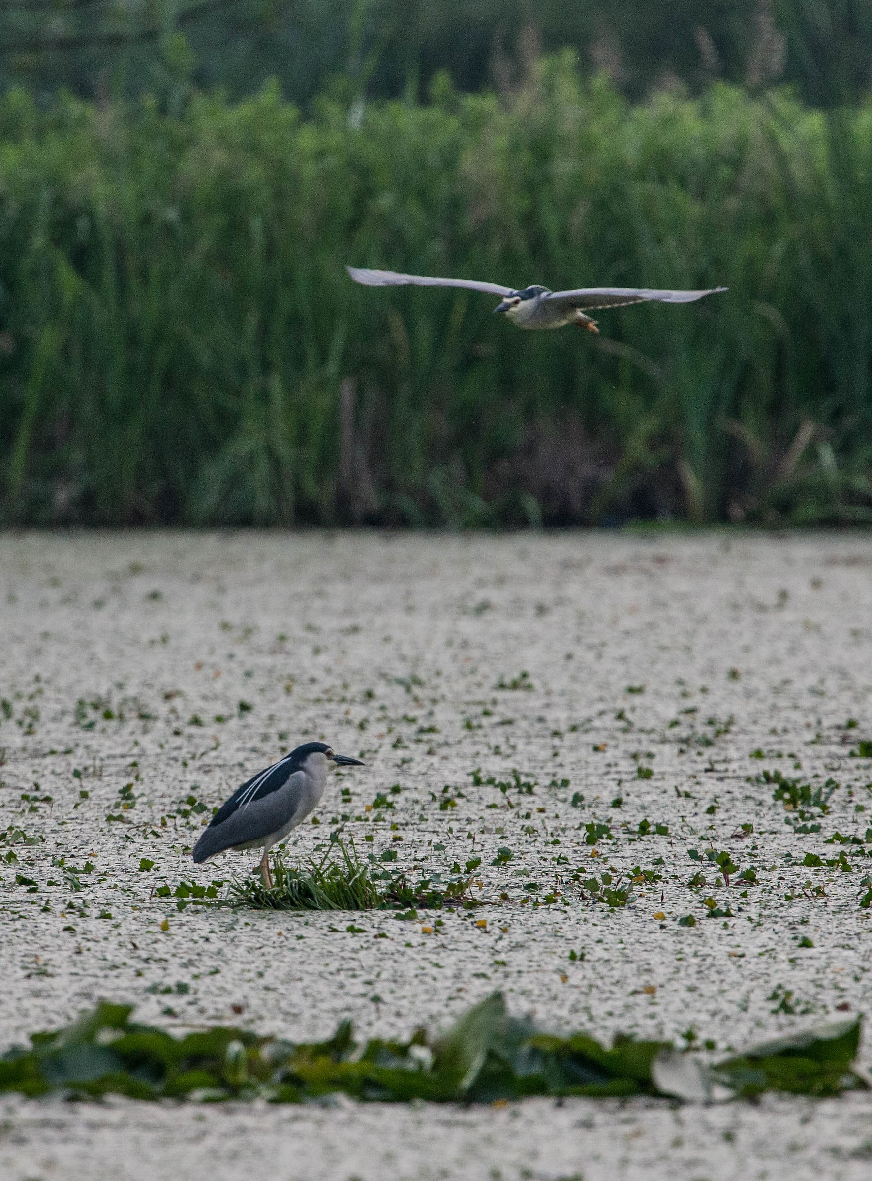 Night Heron
