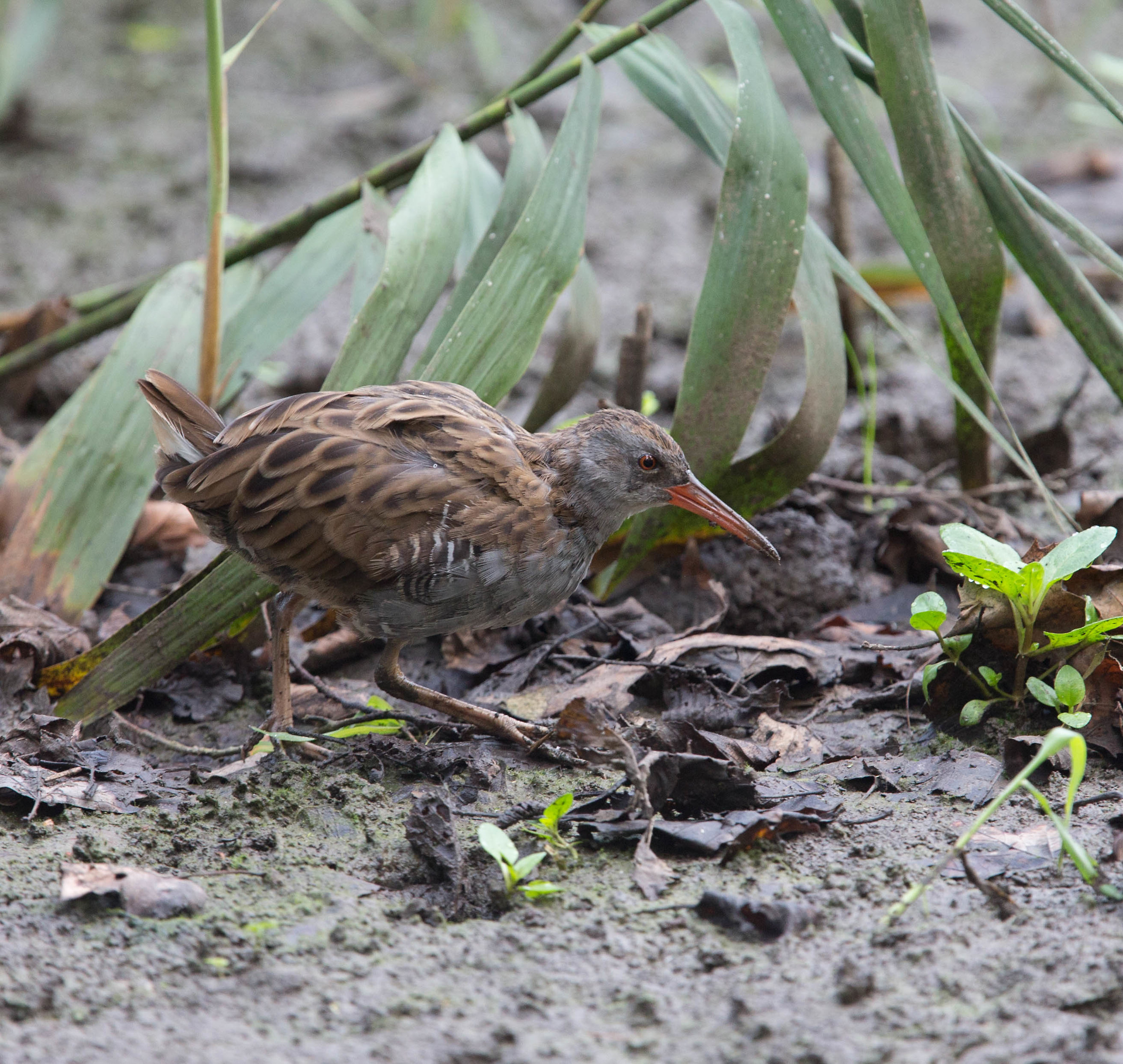 Water Rail