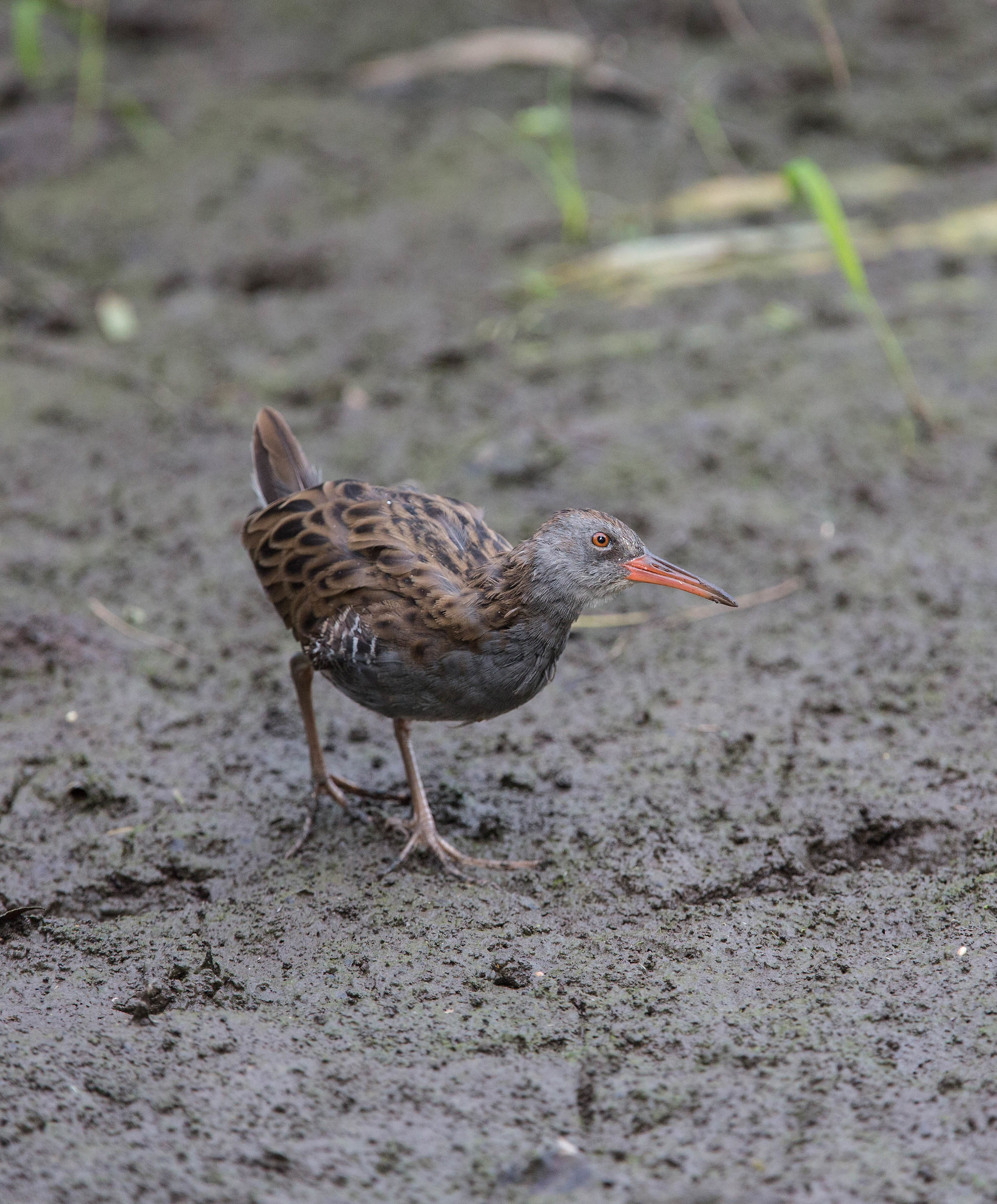 Water Rail