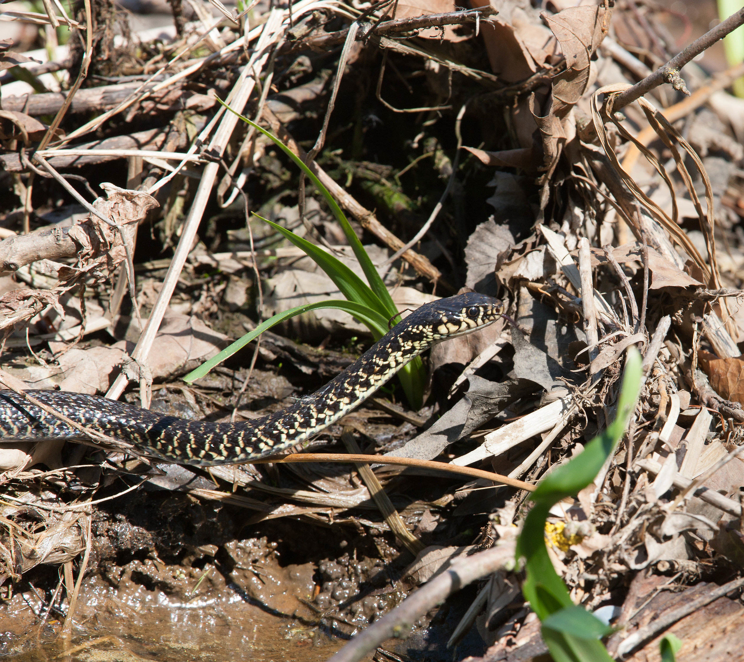 Ordinator of the Collar