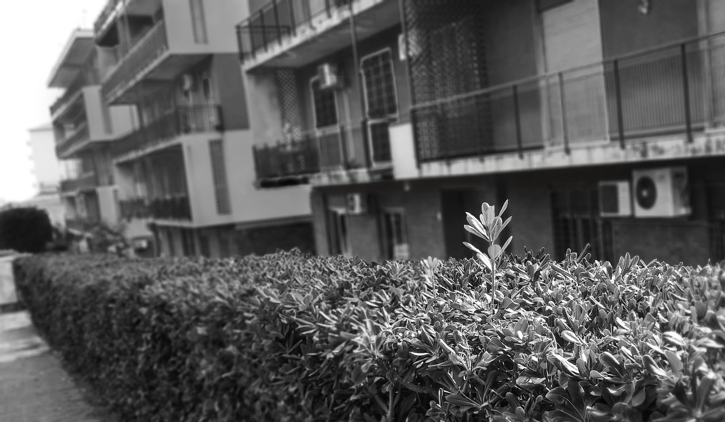 The Offbeat, The Maverick