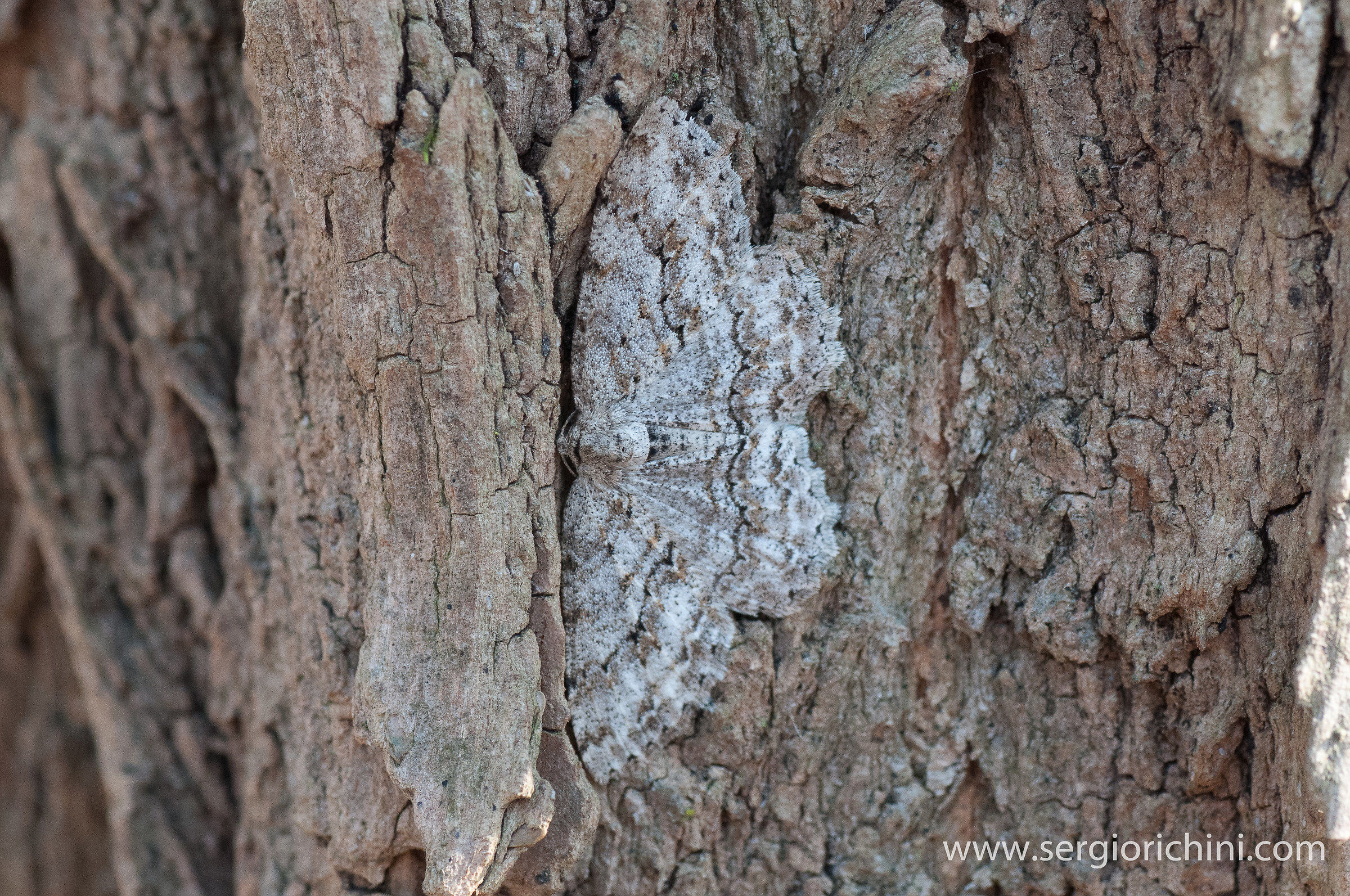 peppered moth