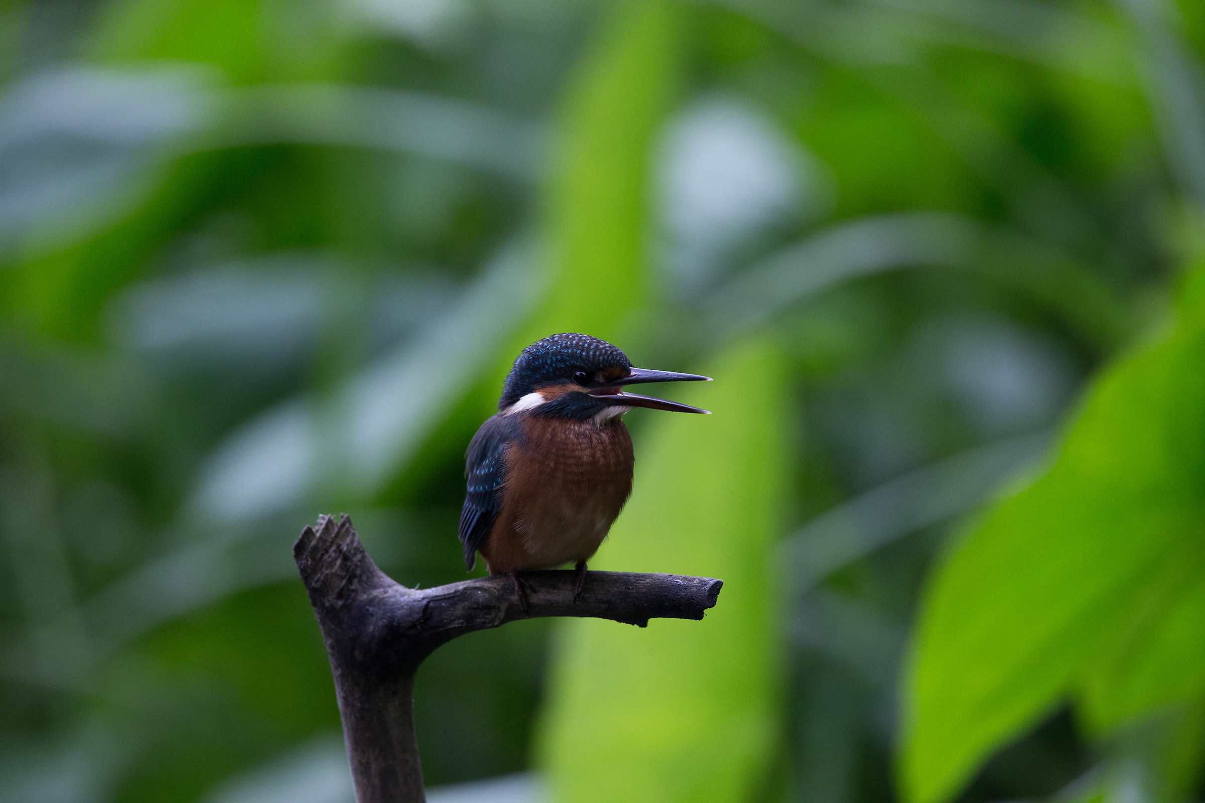 Kingfisher