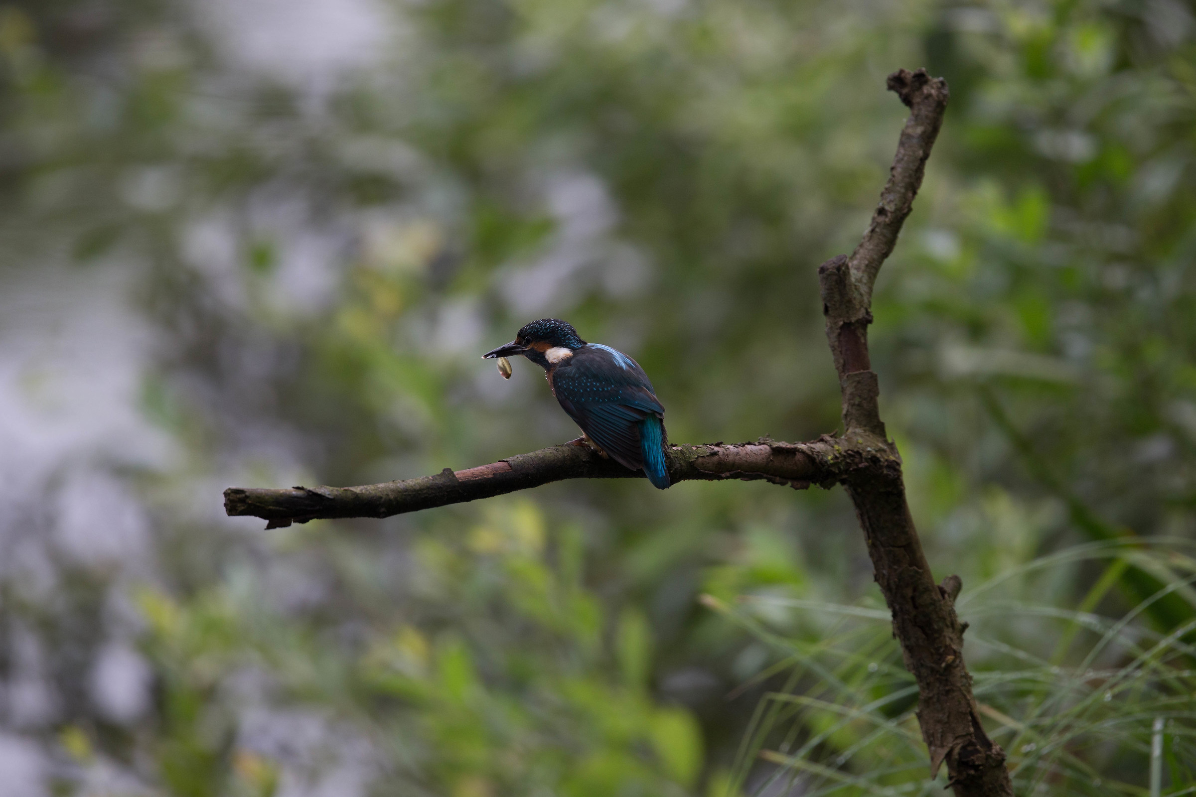 Kingfisher