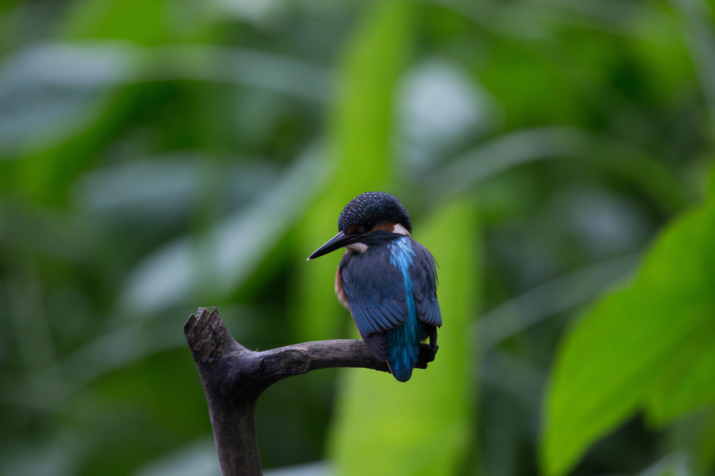 Kingfisher
