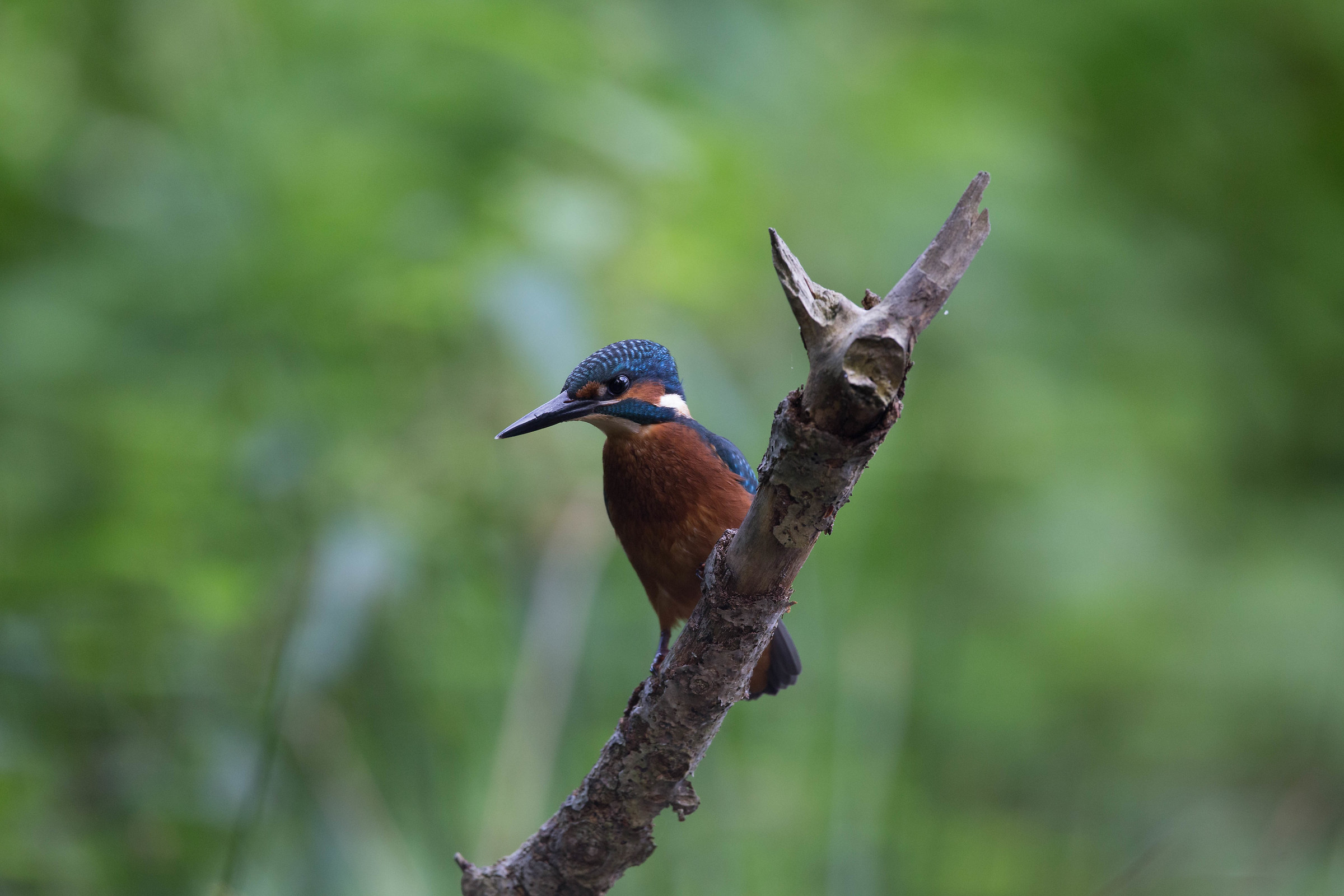 Kingfisher
